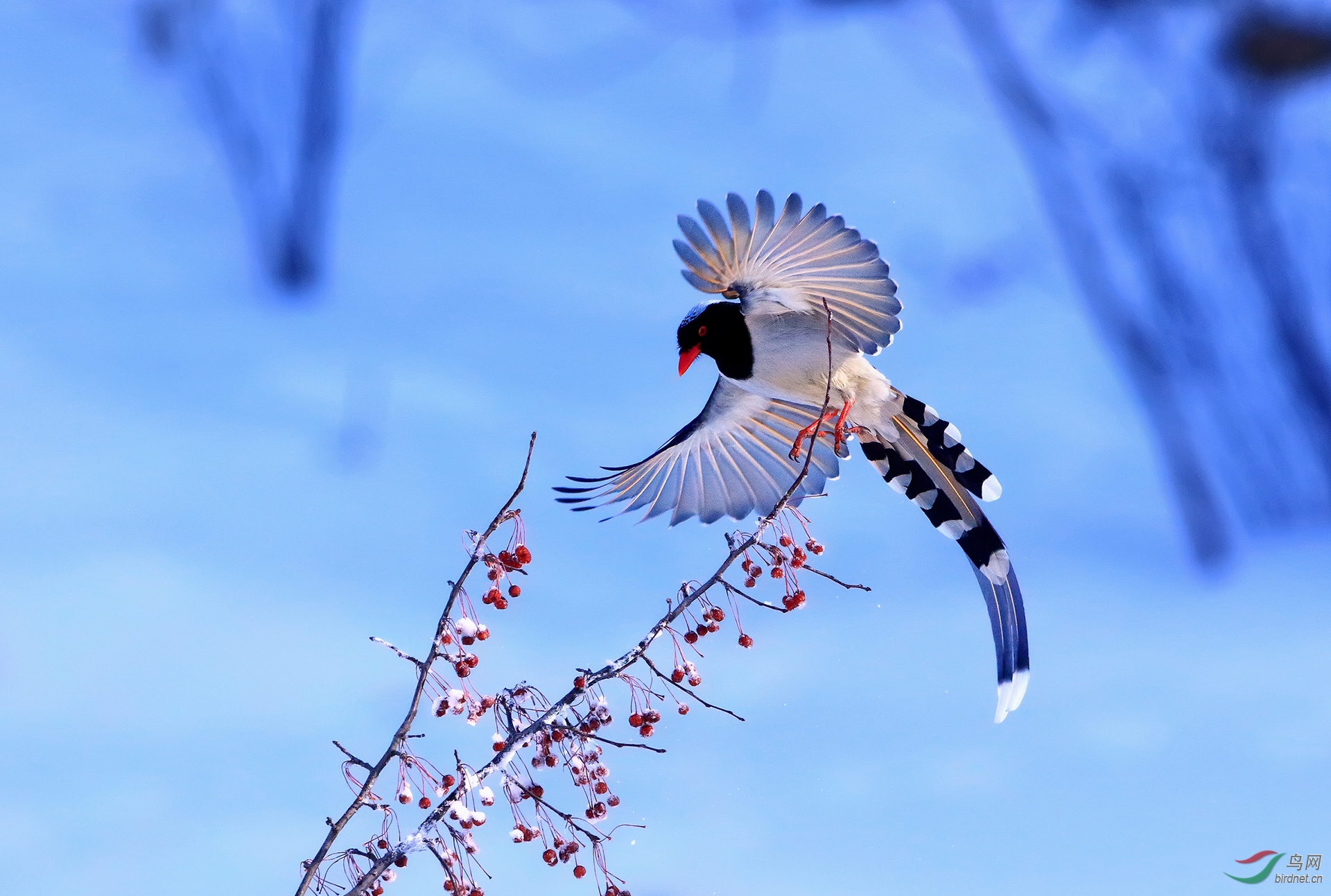 冬舞蓝鹊(贺获鸟类精华)