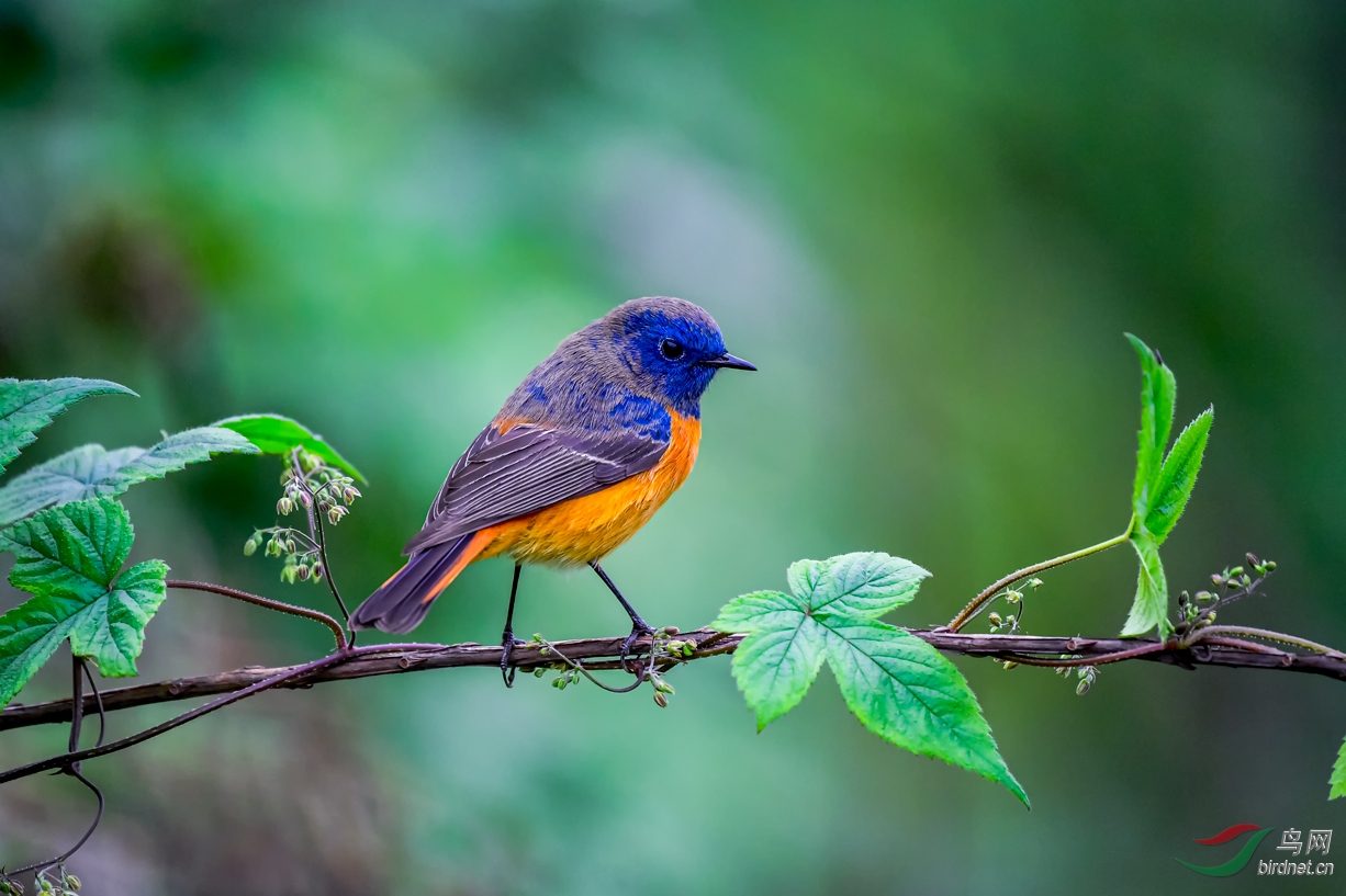 �����β�