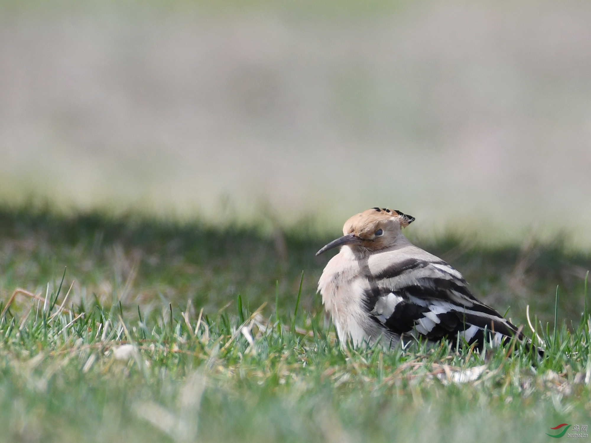 ������Ӱ 926����.jpg