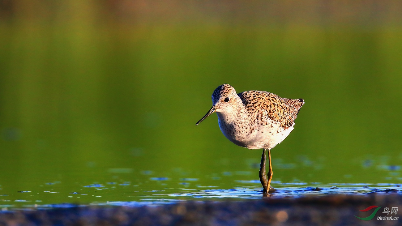 ̧�ȴ���һ����