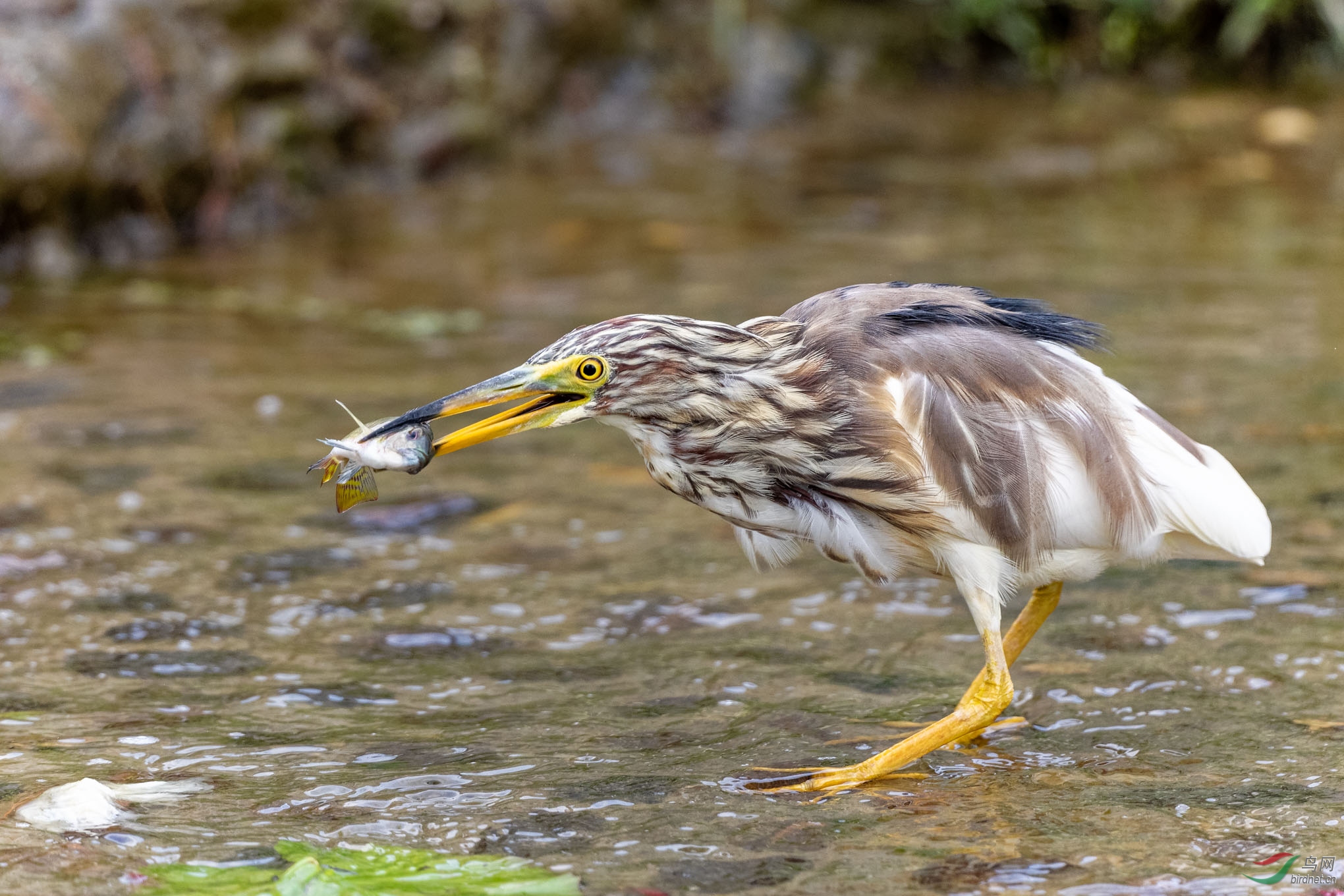 IMG_5274_DxO.jpg