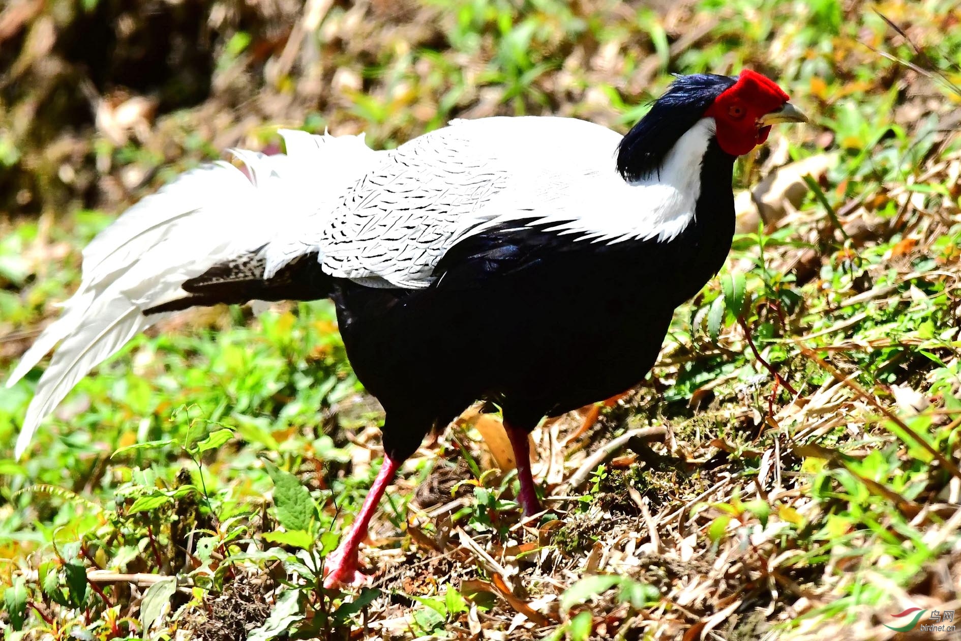 DSC_5205_����.jpg