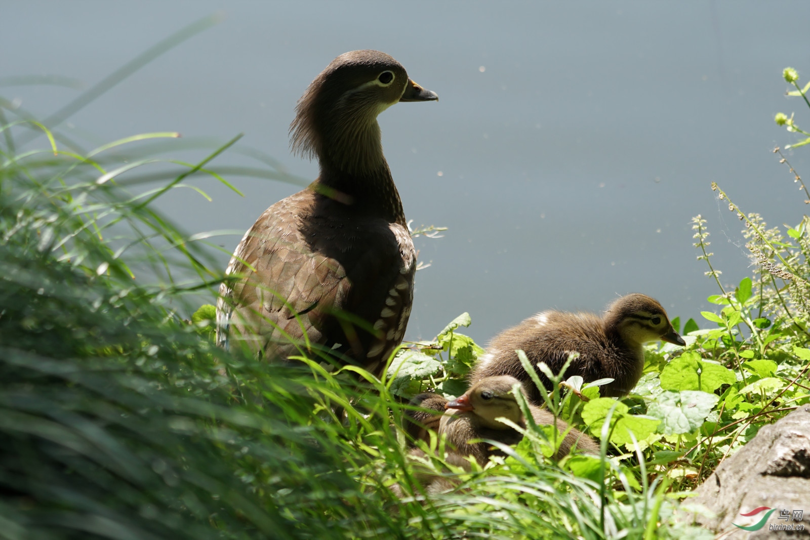 鸳鸯妈妈守护孩子