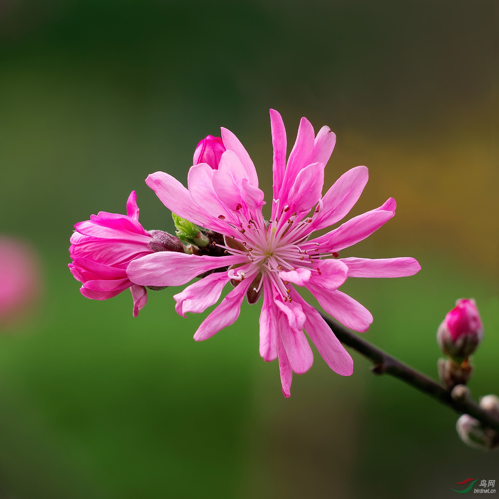 菊花桃图片及价格图片