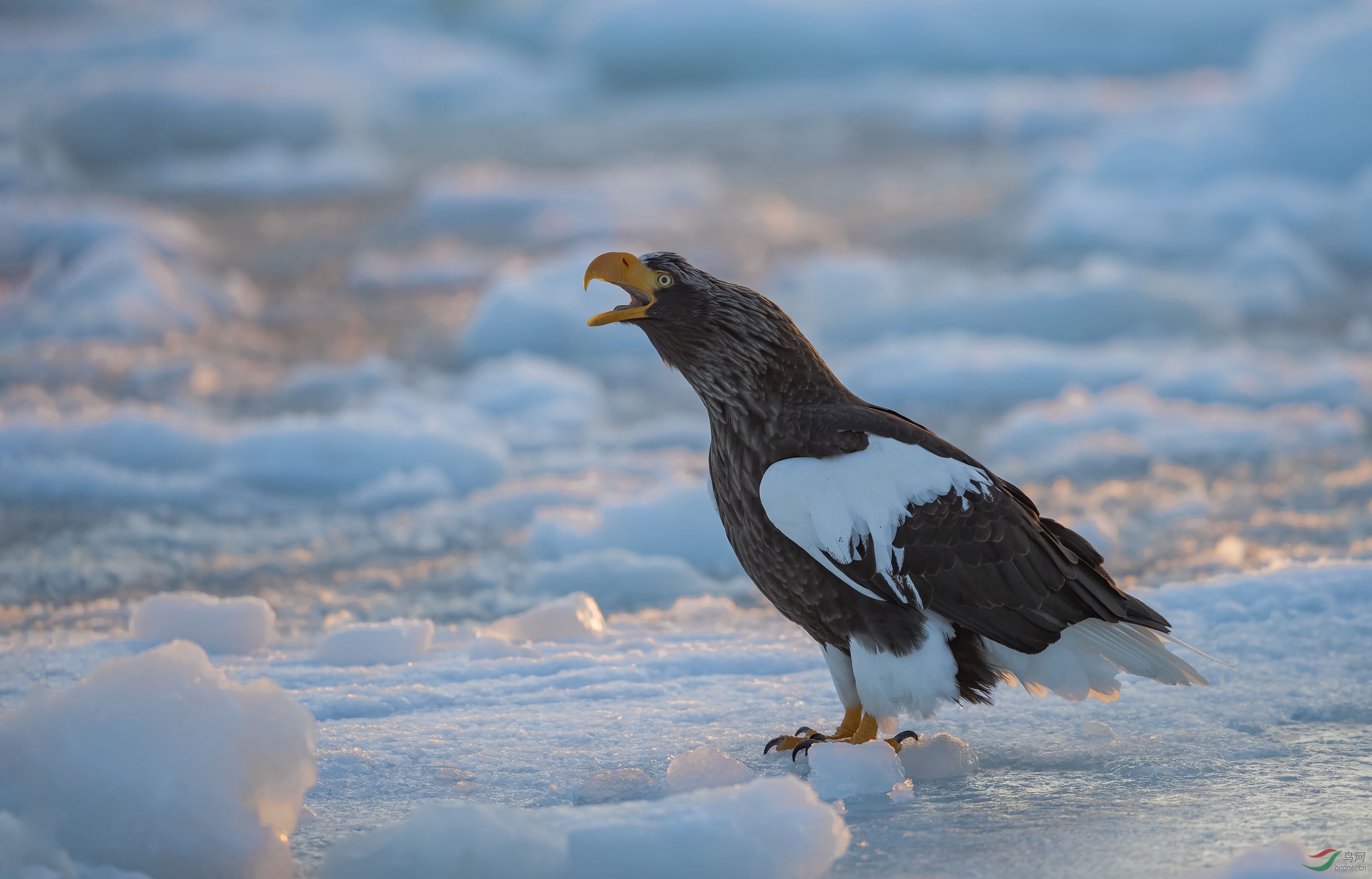 虎头海雕恭贺老师佳作获首页精华