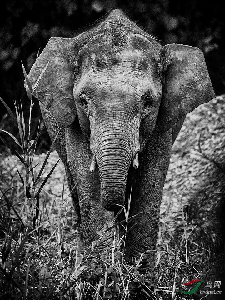 ������٪����