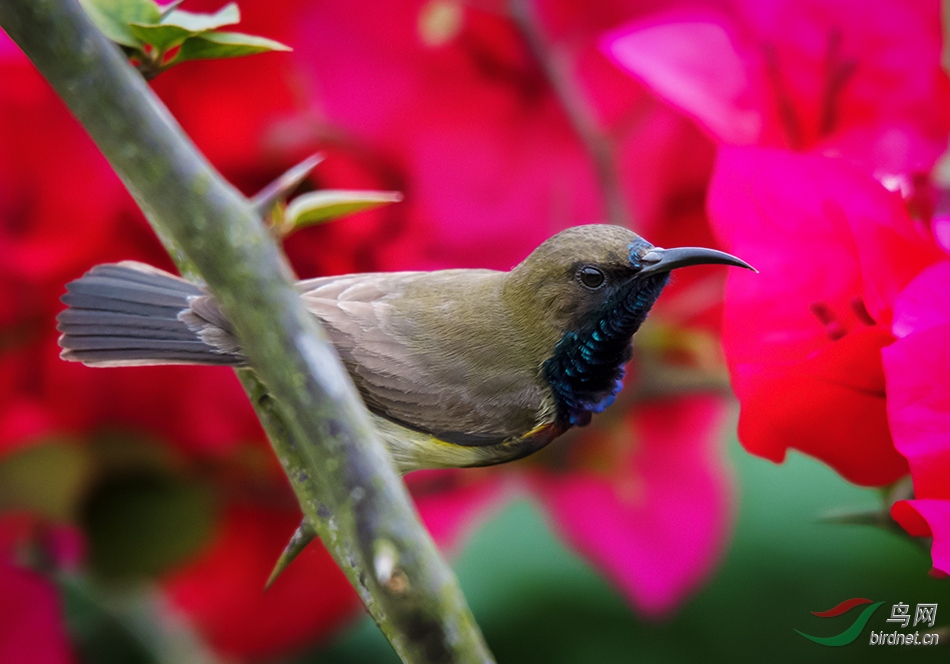 ����ͼ----�ڸ�������