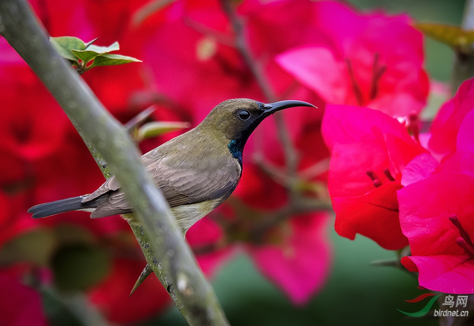 ����ͼ---�ڸ�������