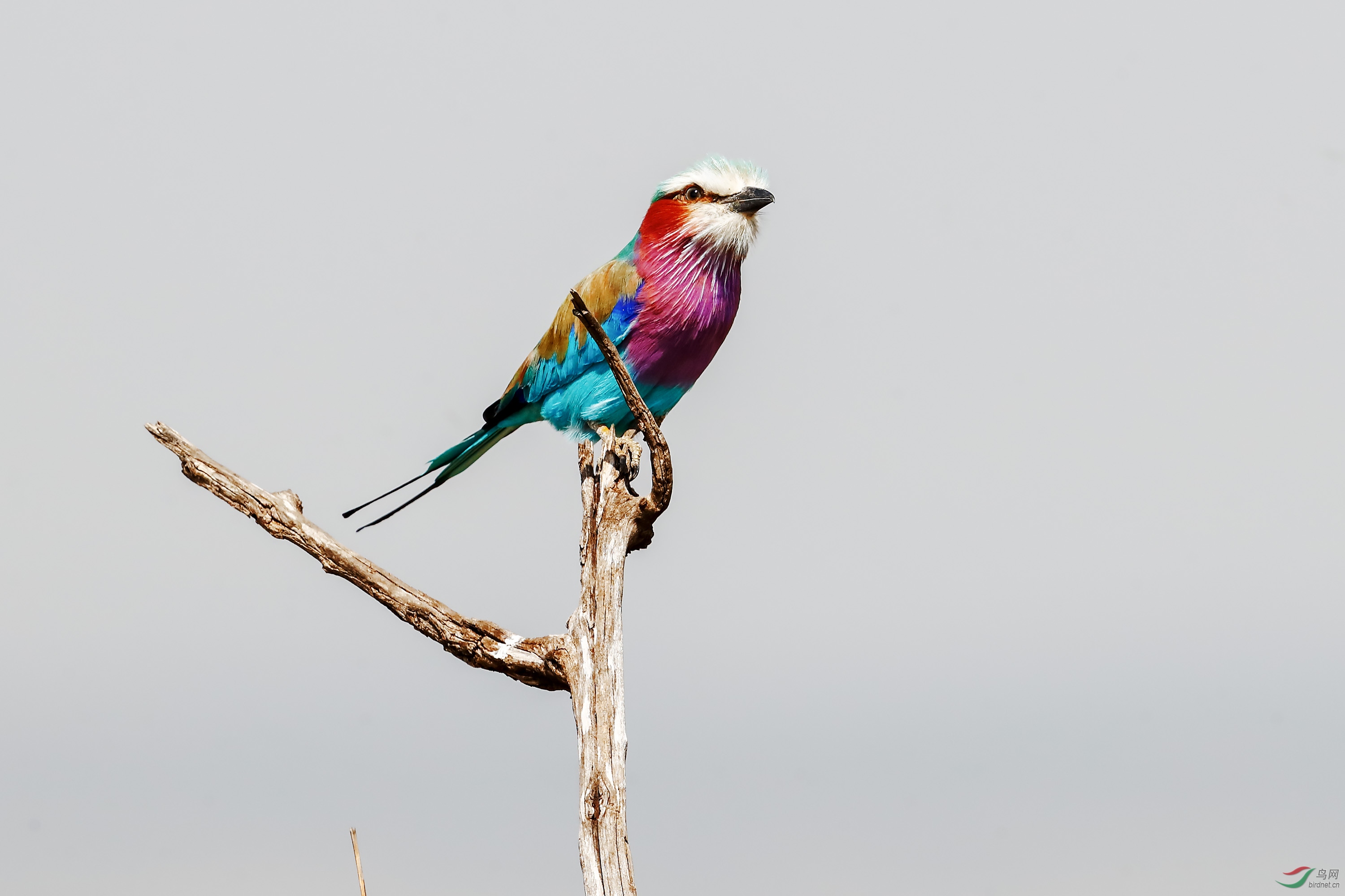 紫胸佛法僧祝贺荣获本版佳作