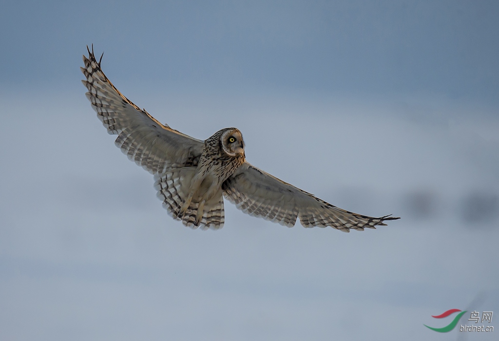 DSC_9500-0.jpg