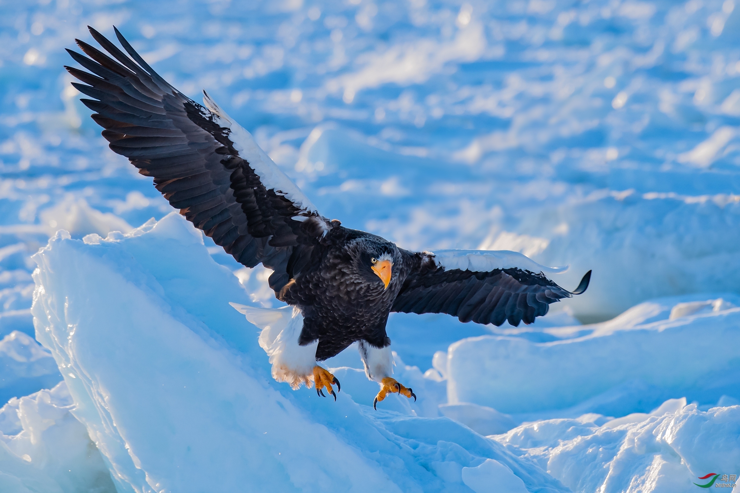2020年3月份 北京版荣获每日一图 首页精华 版块佳作集锦!