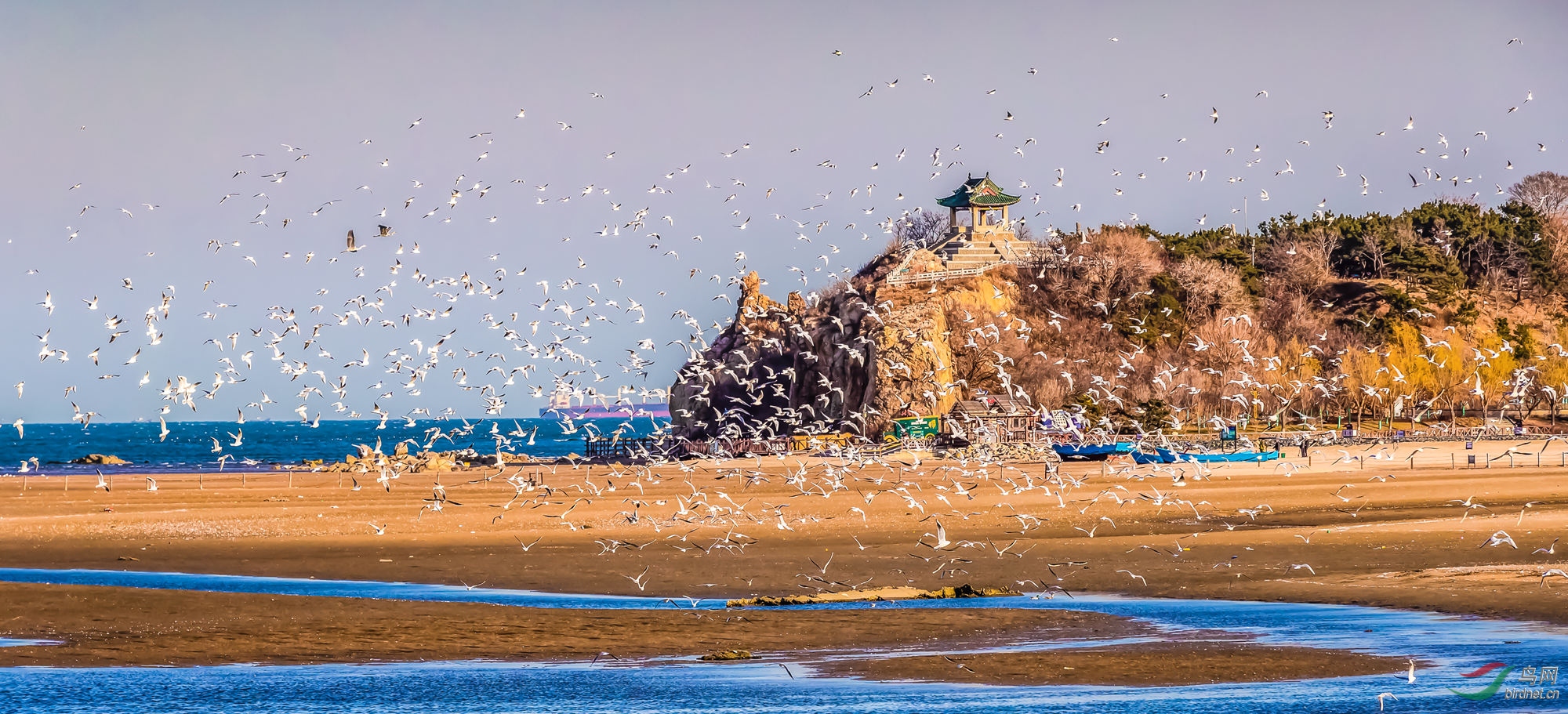 北戴河湿地红嘴鸥陆续增多祝贺荣获首页精华
