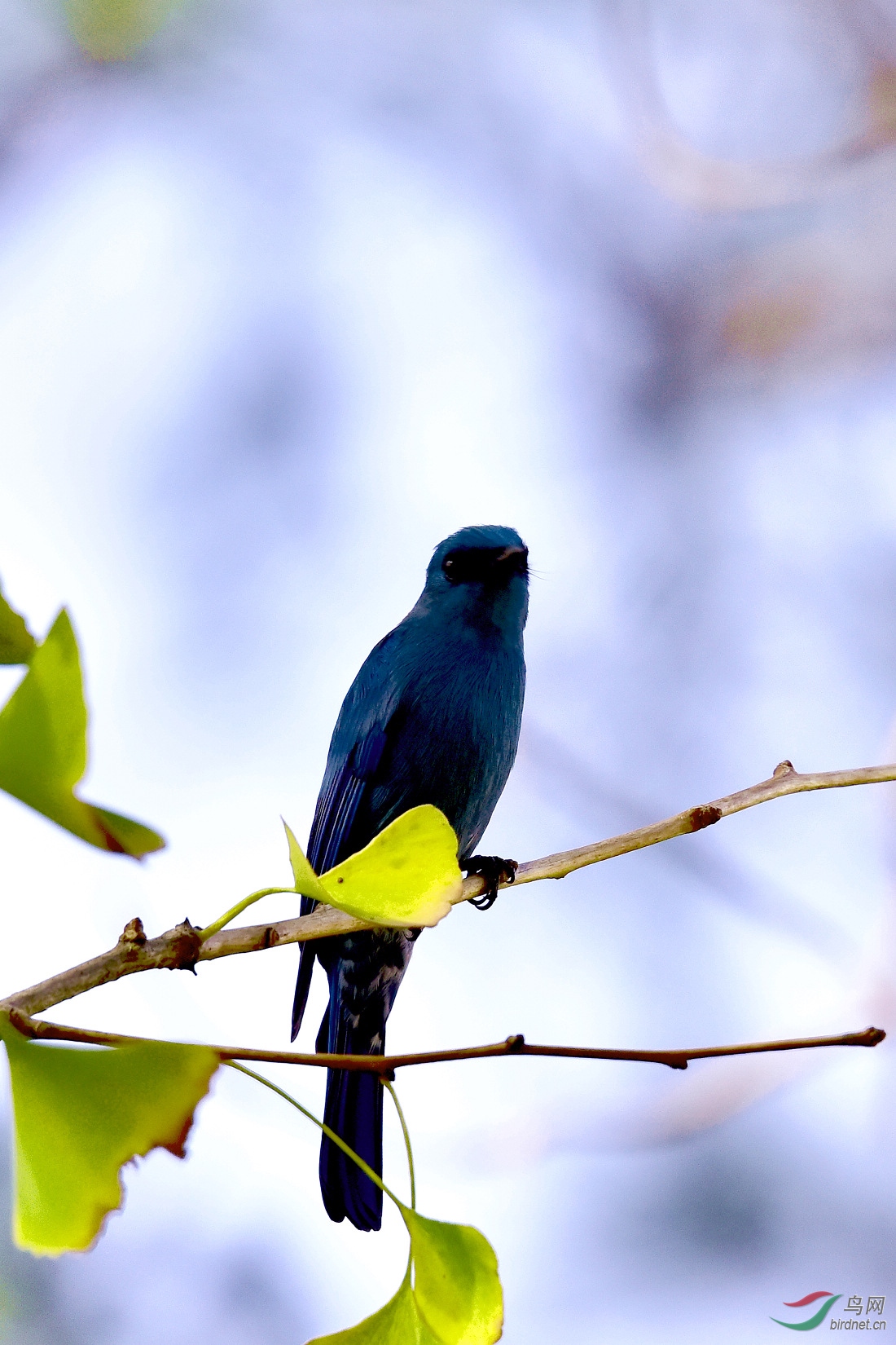 DSC_0223.JPG
