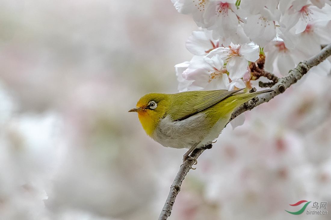 DSC_9084-����ǿABC.jpg