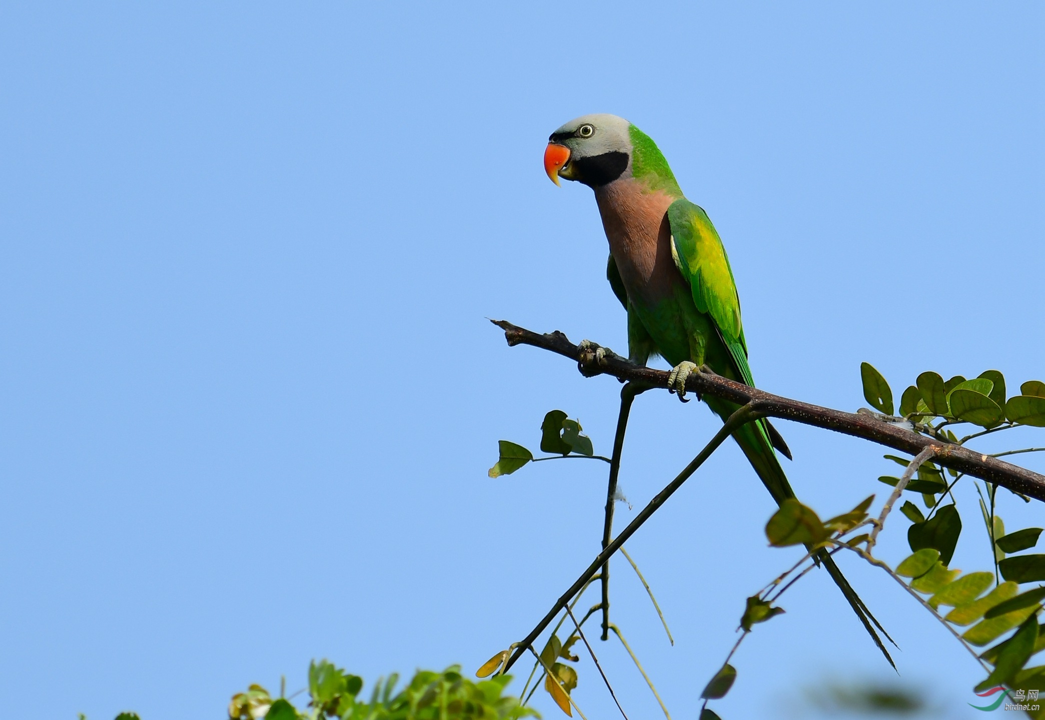 DSC_4184.JPG