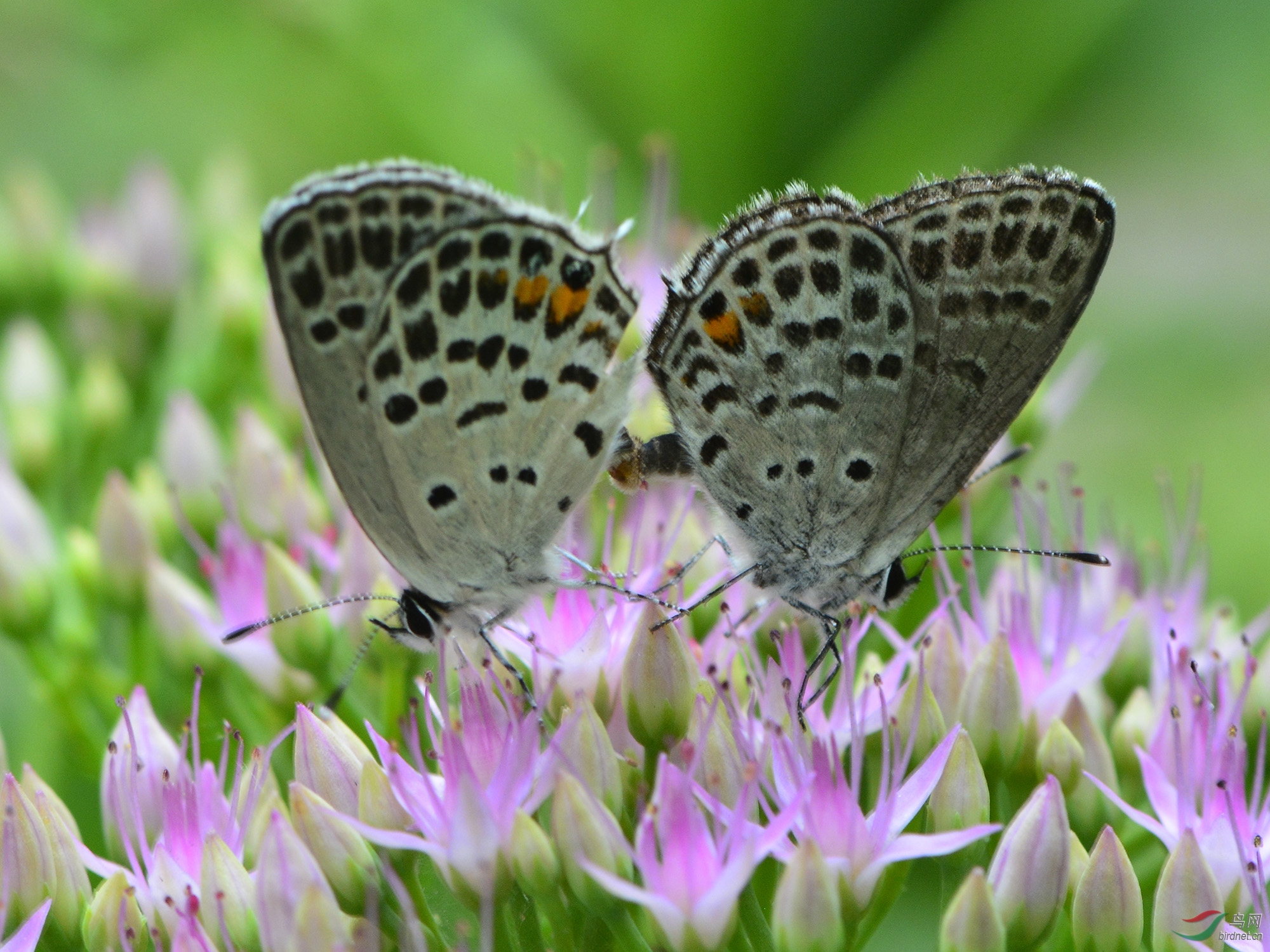 ������Ӱ 899����.jpg