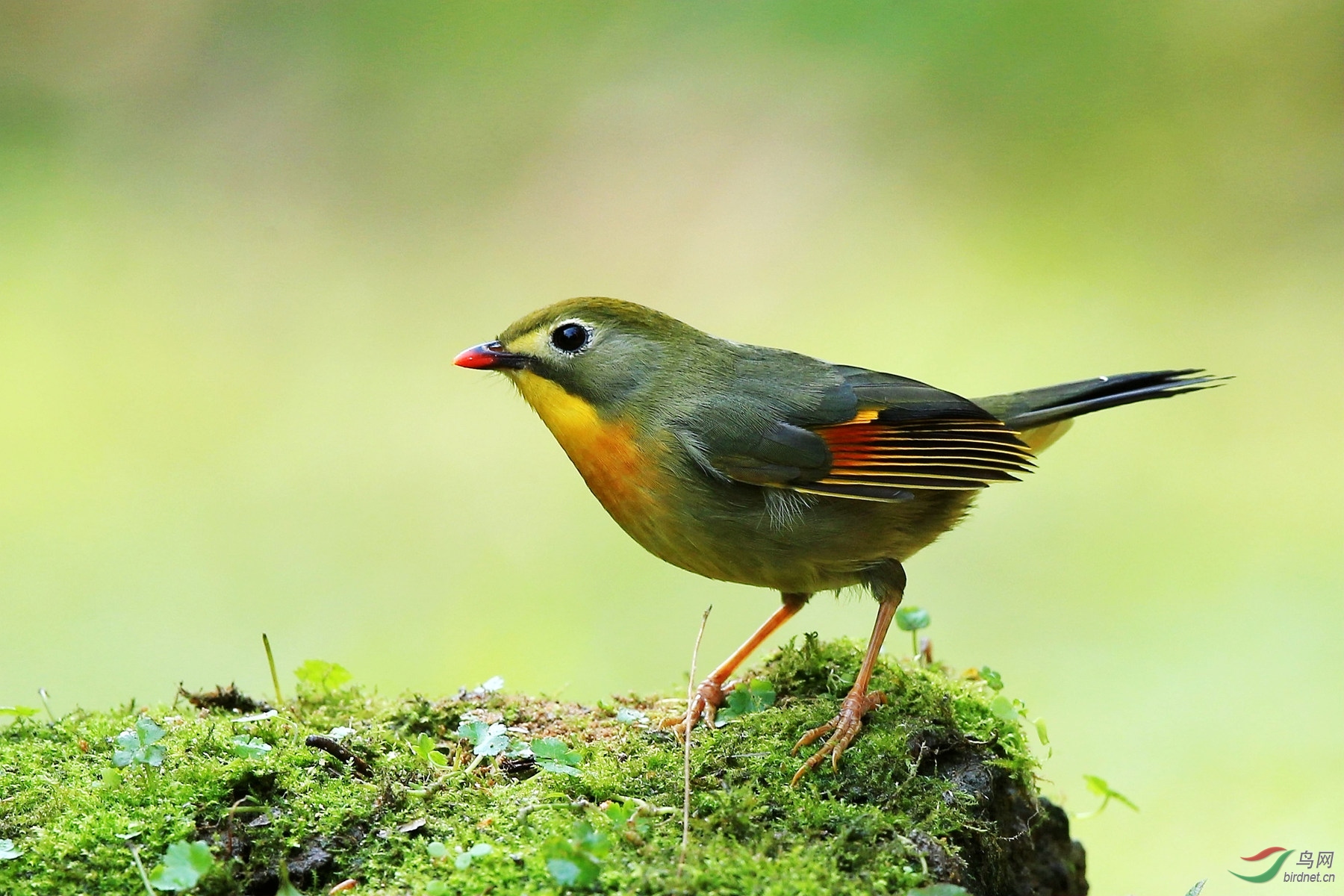 紅嘴相思鳥