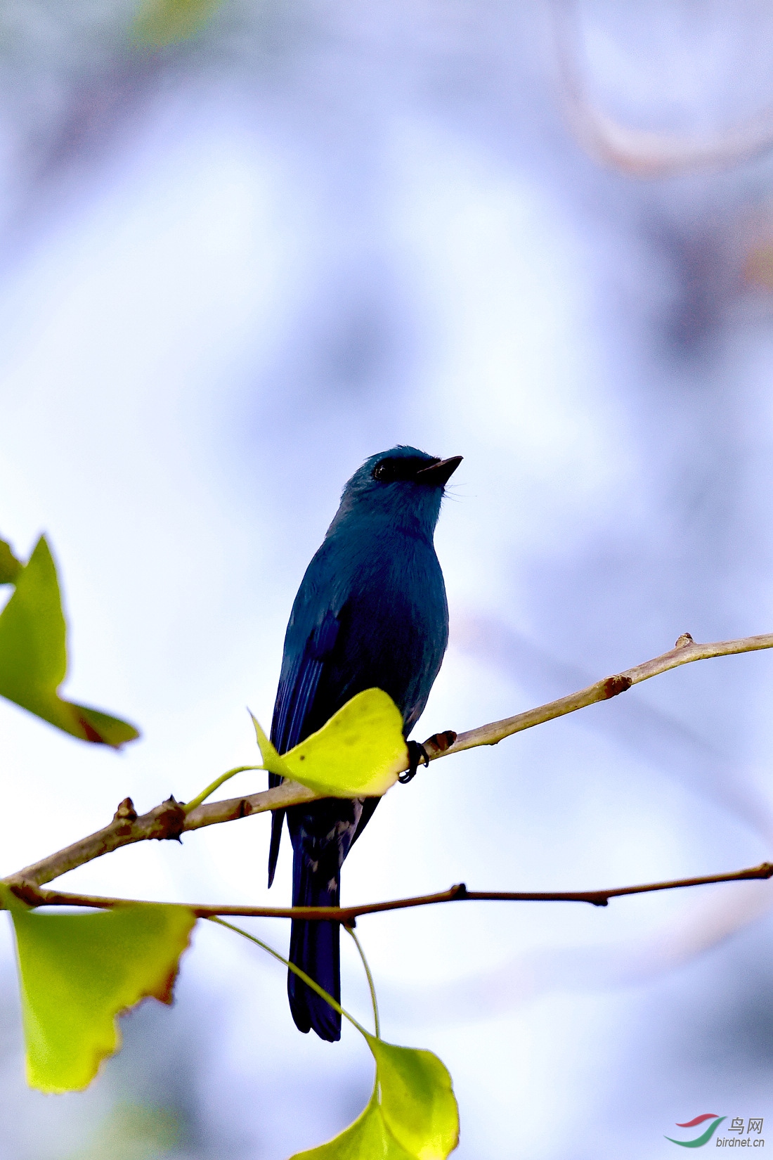 DSC_0229.JPG