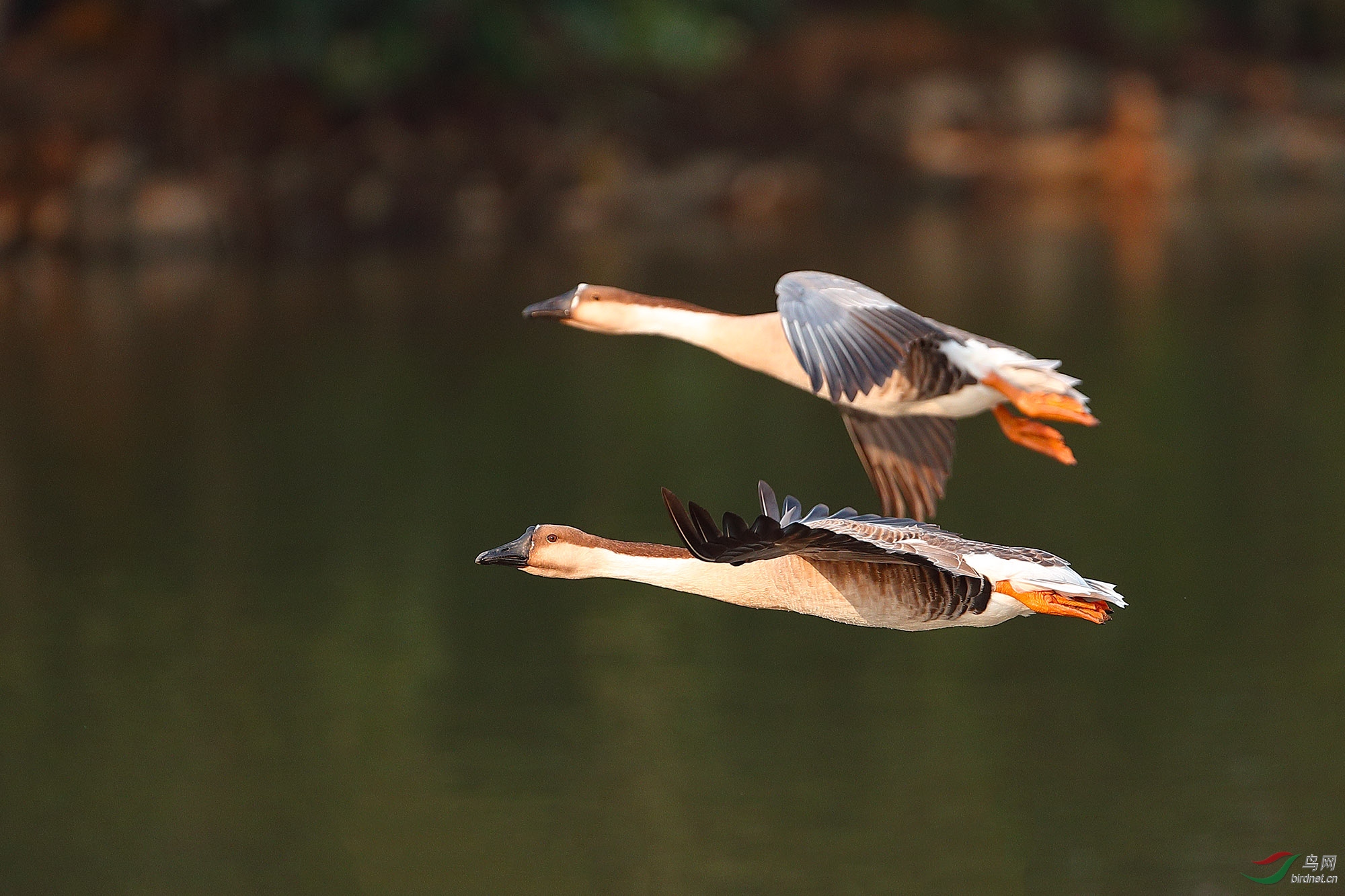 飞鸿(祝贺本版佳作!