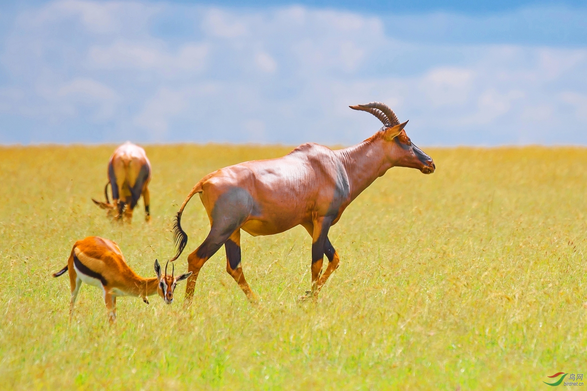 高地狷羚与汤氏瞪羚