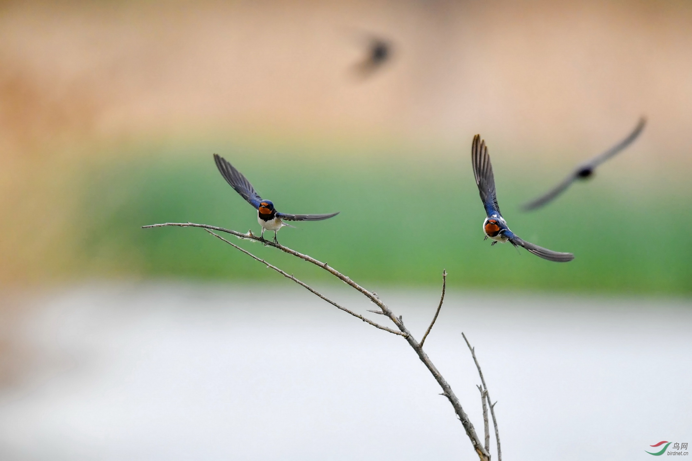 DSC_4363F01.jpg
