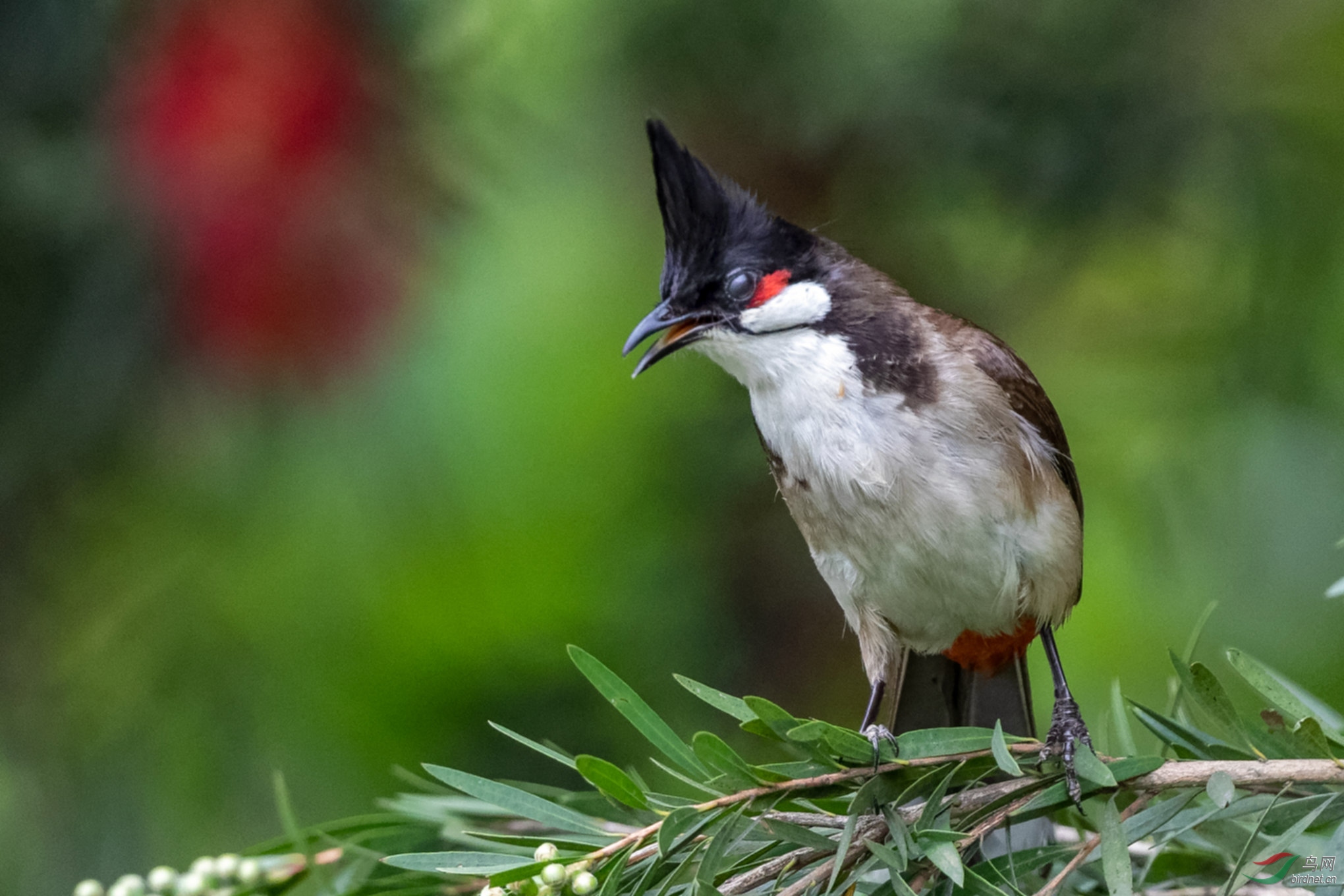 canon5div328和小白拍鸟的一点体会