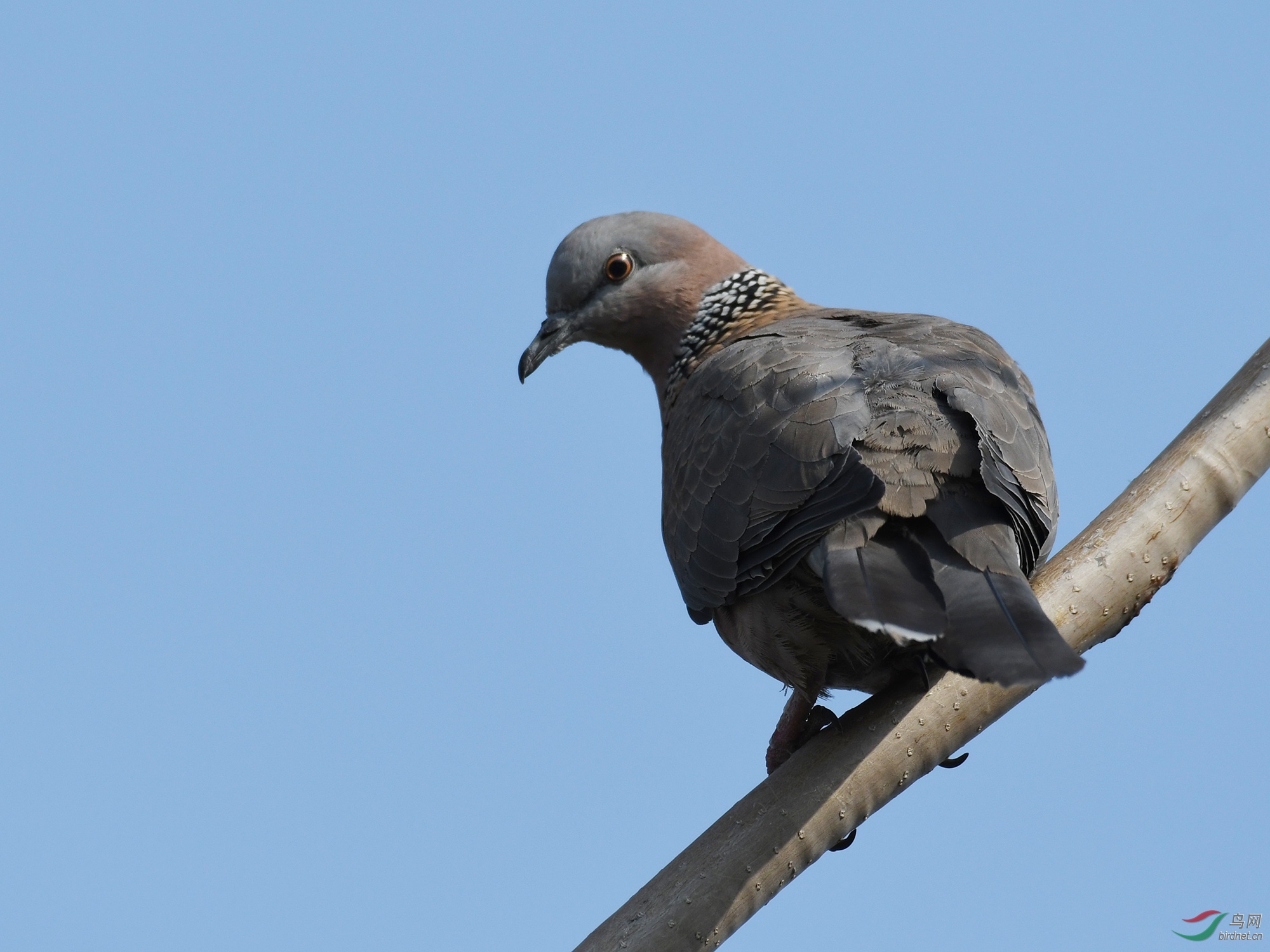 ������Ӱ 1339����.jpg