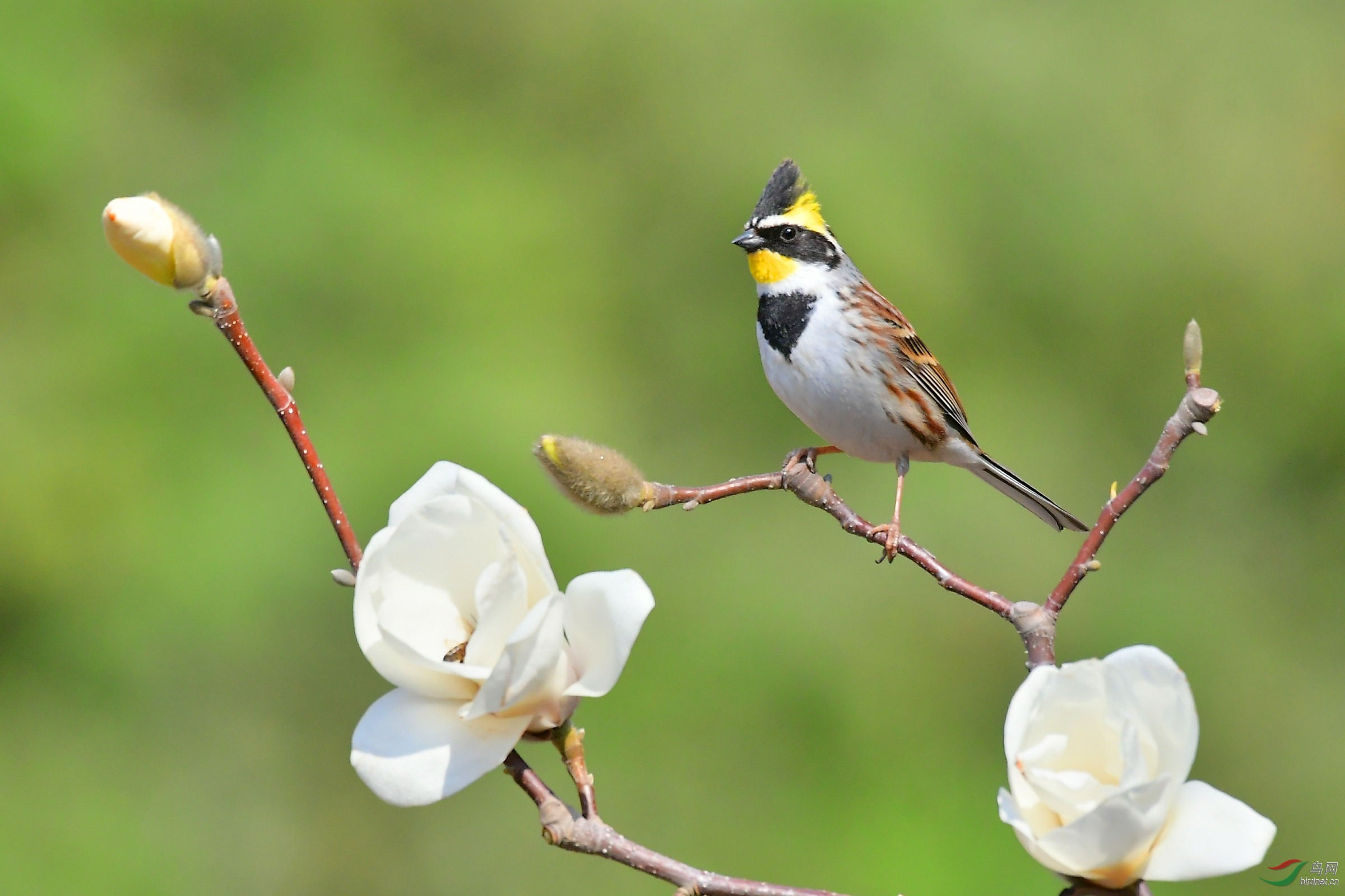 黄喉探春祝贺荣获本版佳作