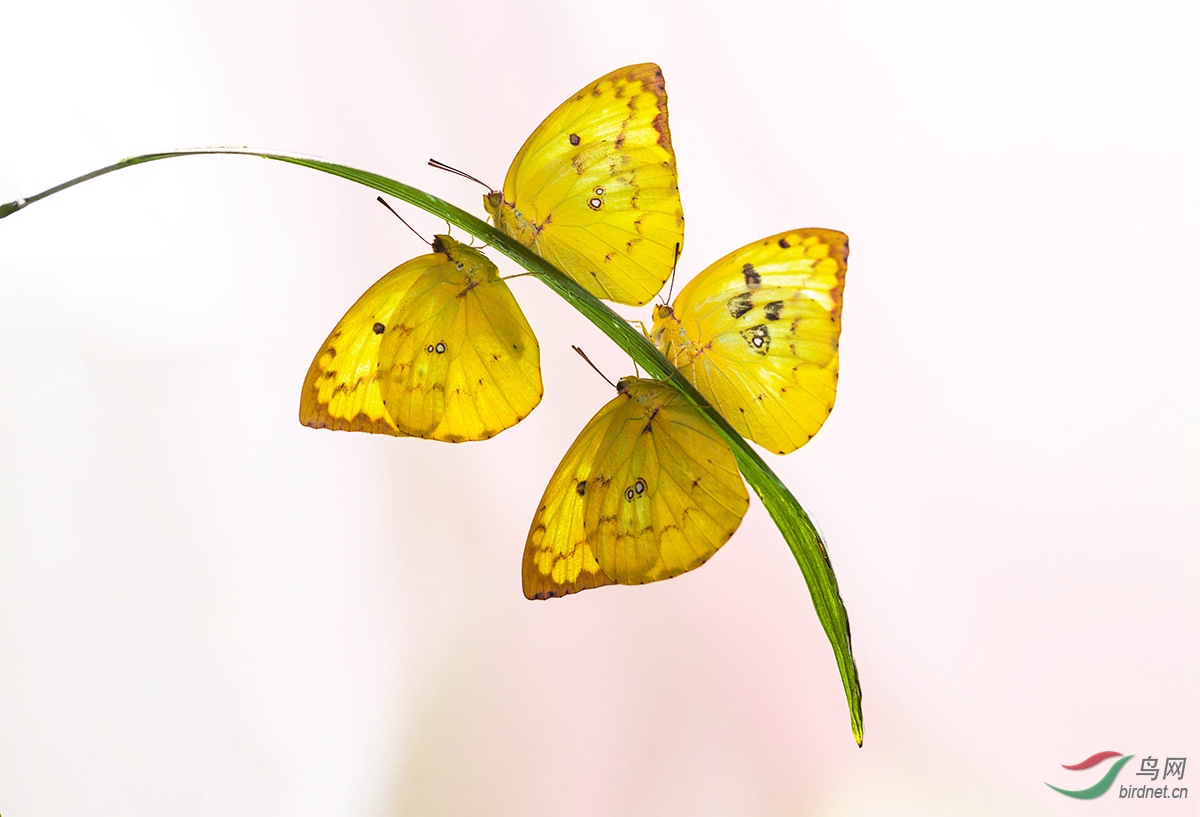 4H9A6038A - ����.jpg