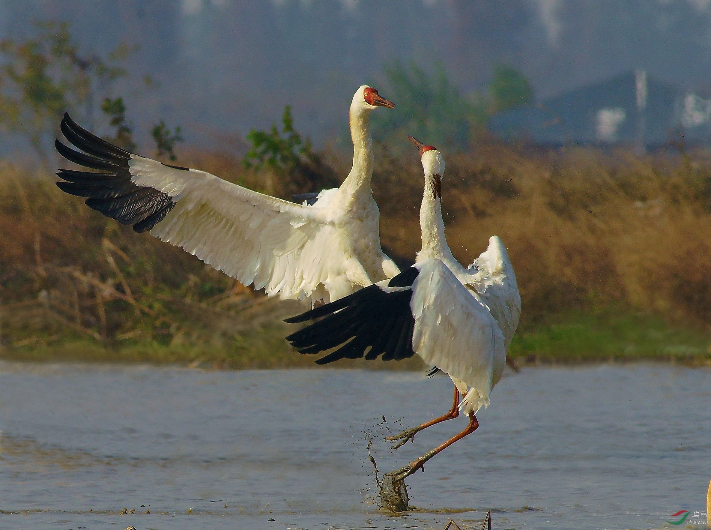 两只白鹤打架