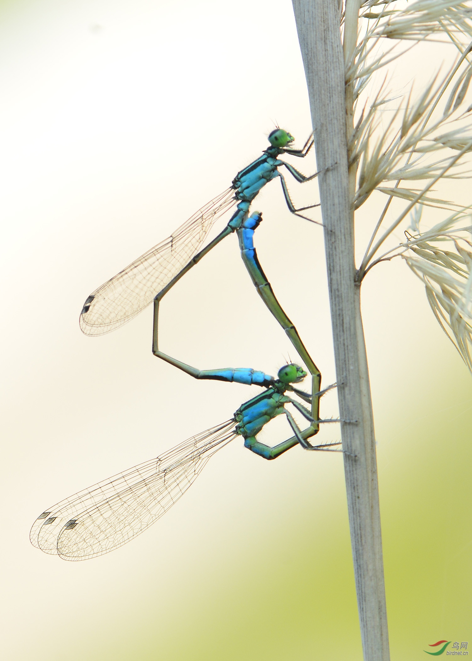 ������Ӱ 2758����.jpg