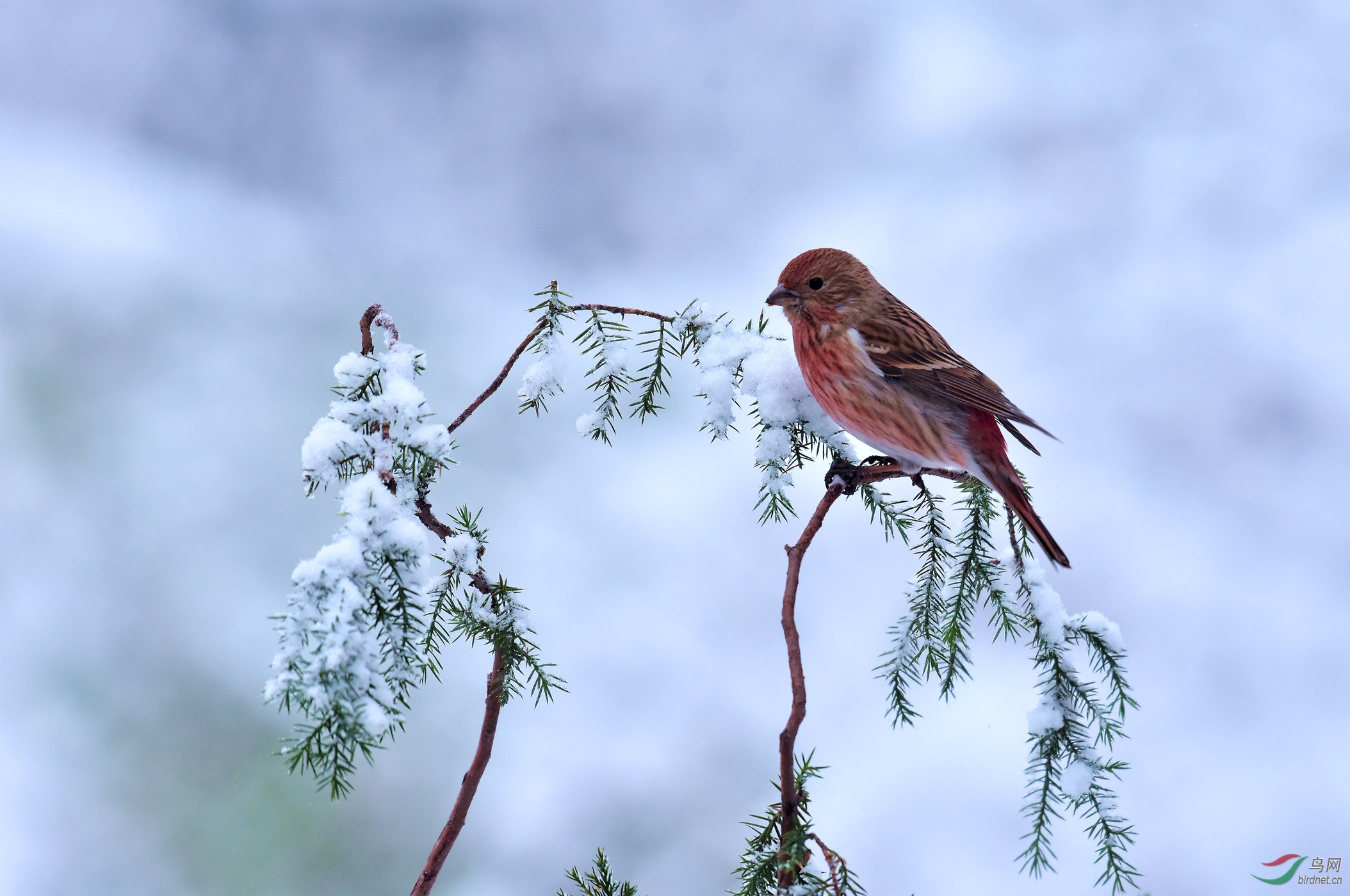 雪枝上的一点红!
