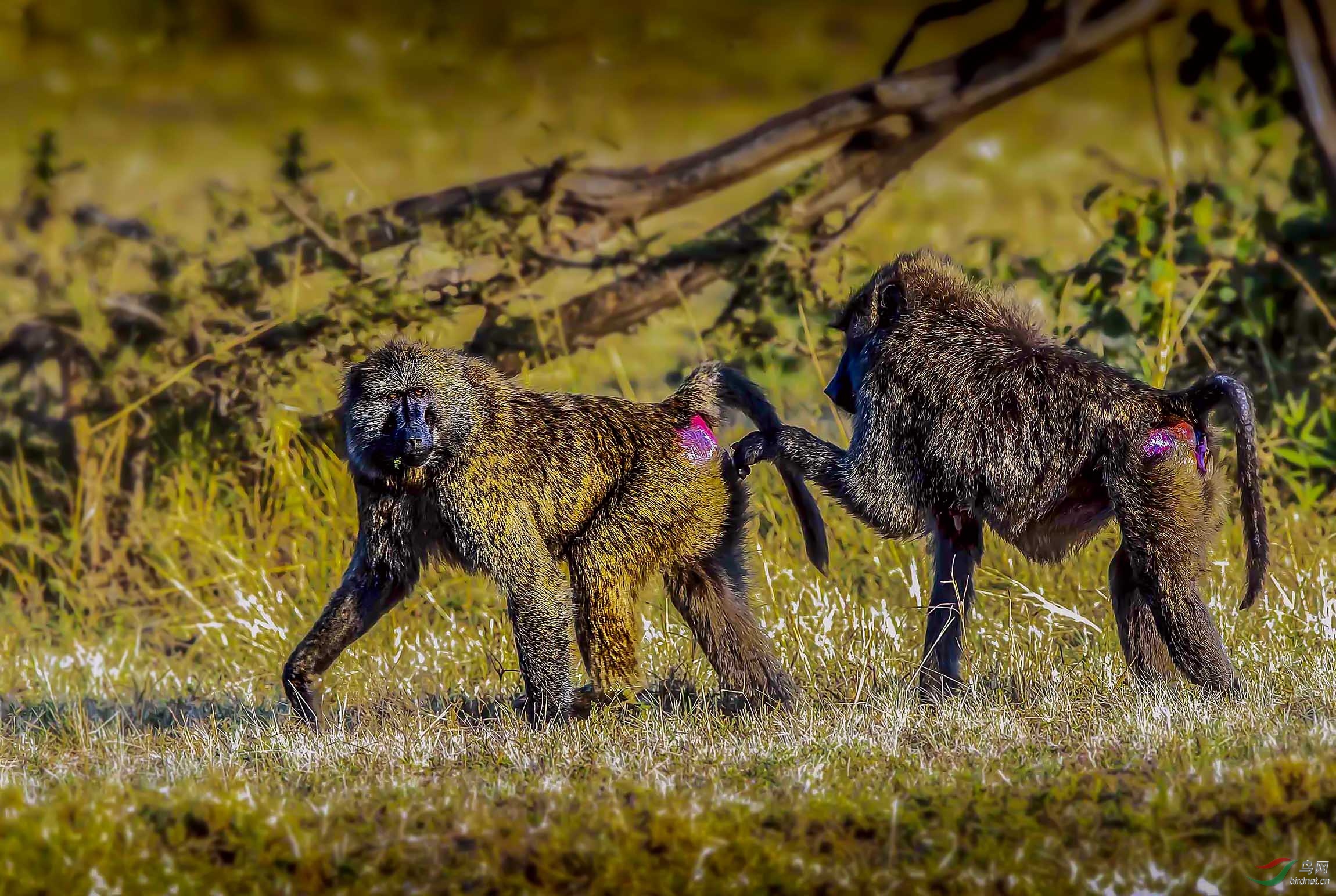 溜须拍马显柔情