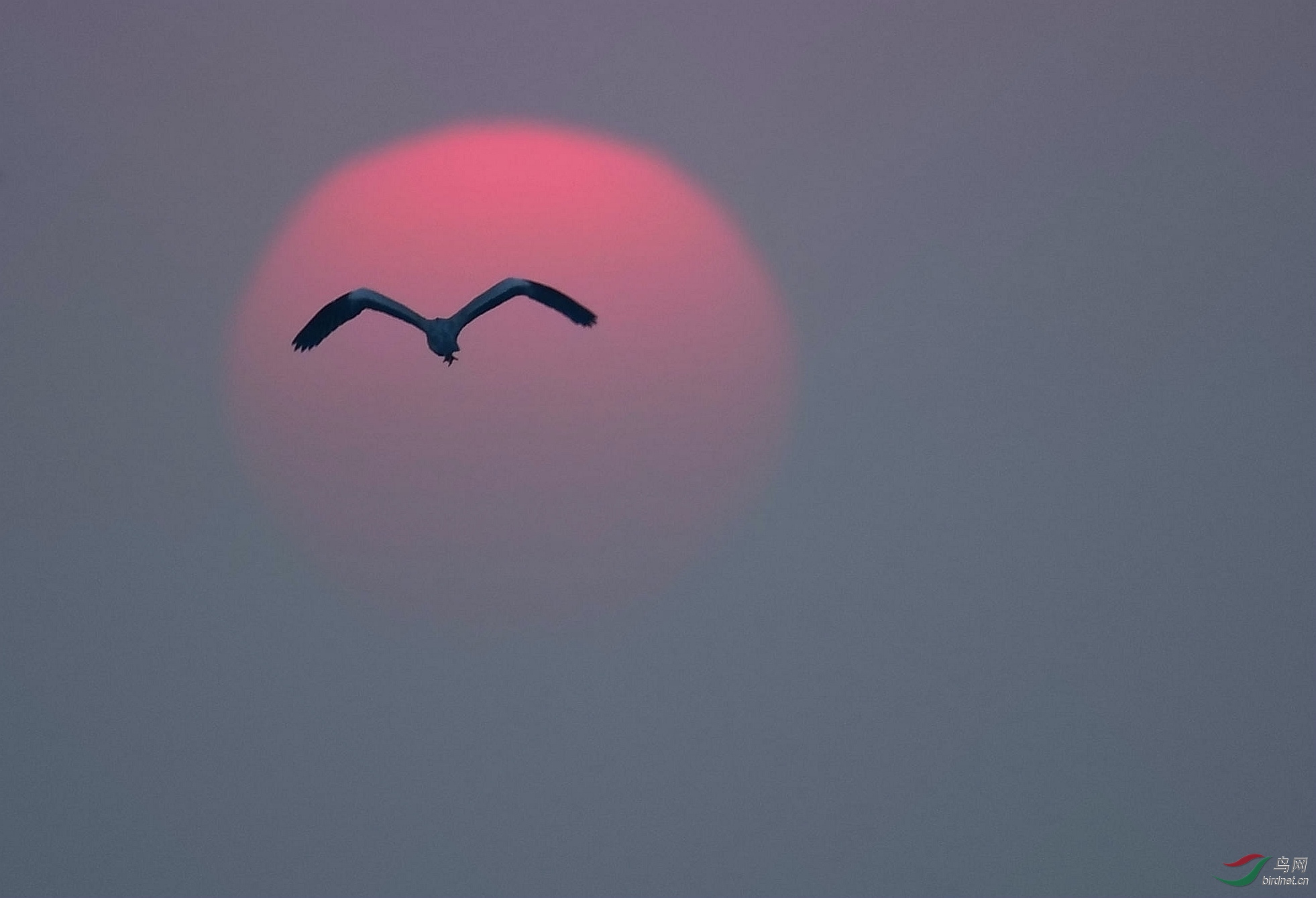 晴空一鹤排云上