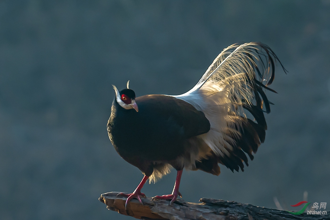 ������ɽ�������¡�