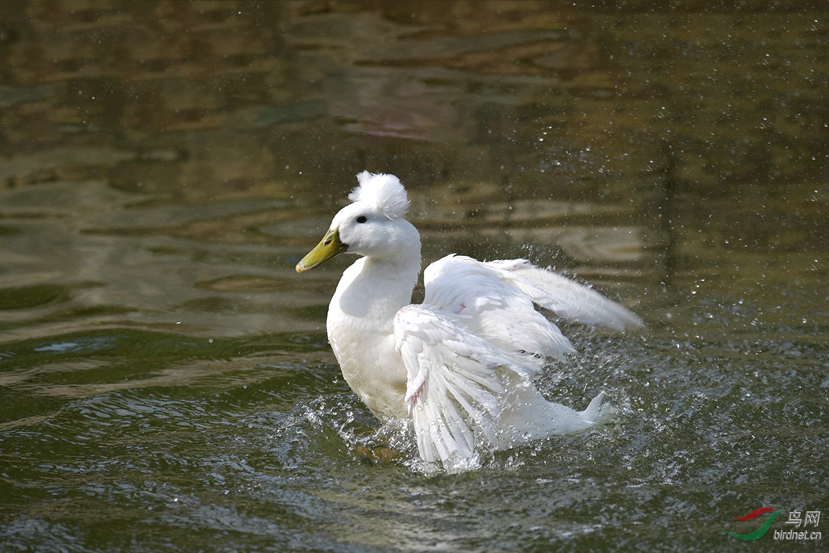 DSC_p2492.jpg