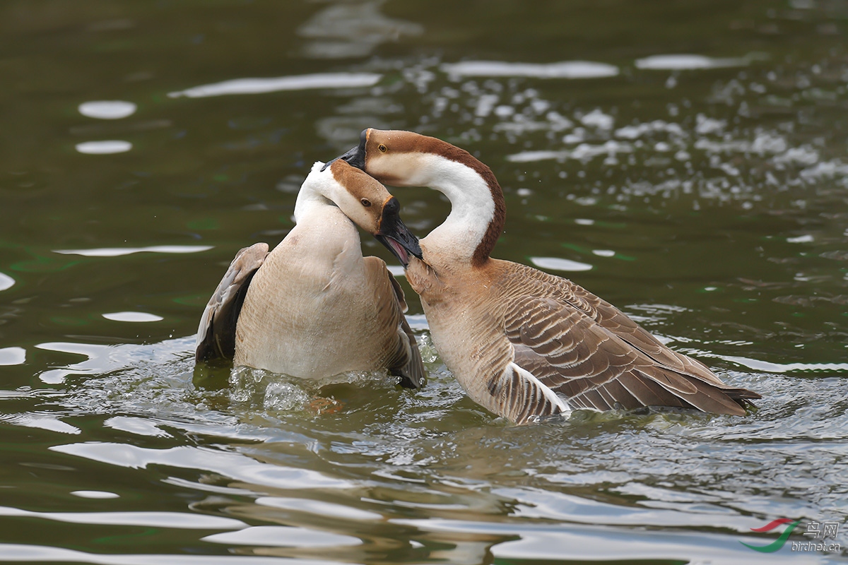 DSC_p2667.jpg