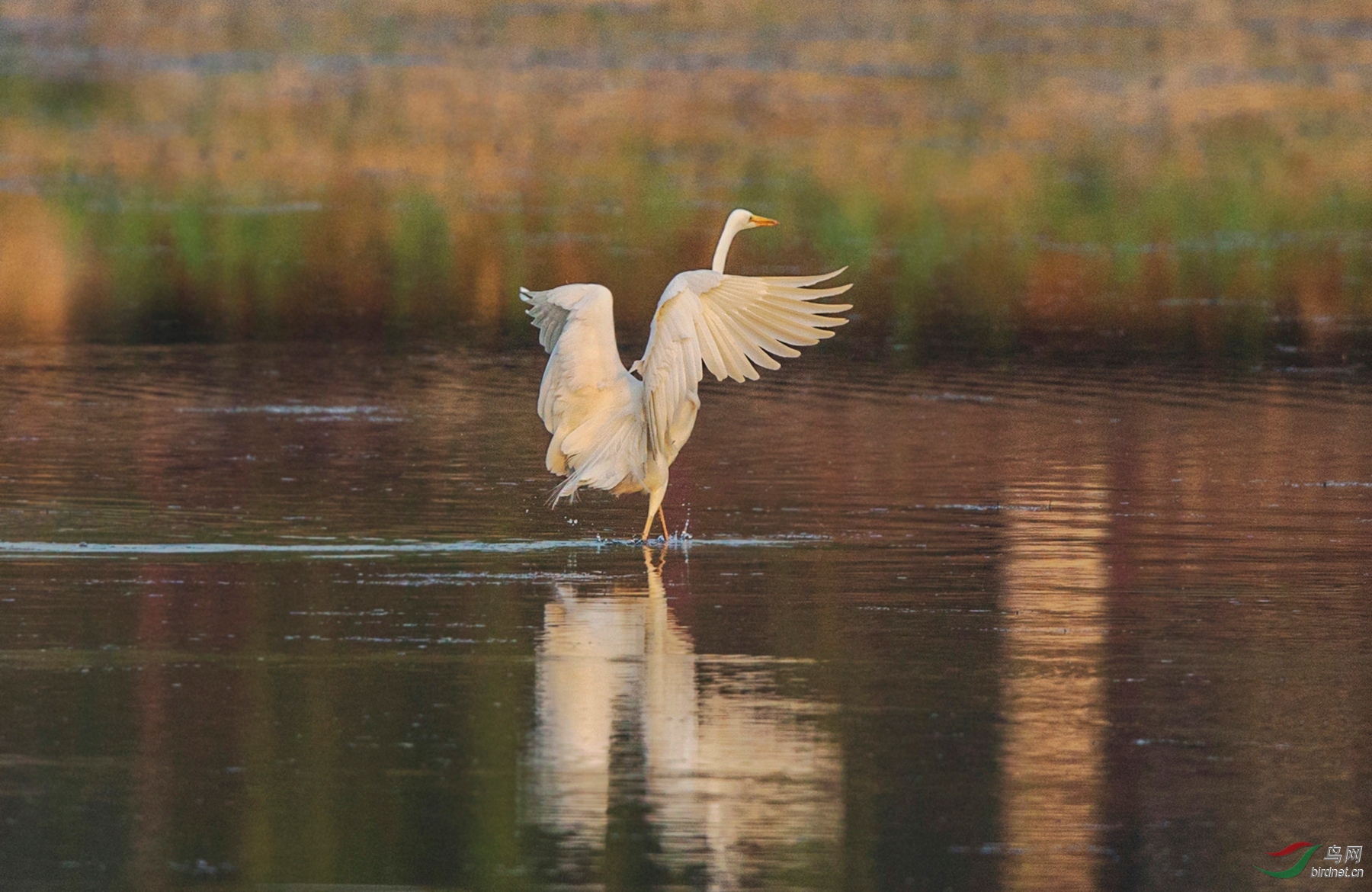 BW4Q6917 - ���� - ���� - ����.jpg