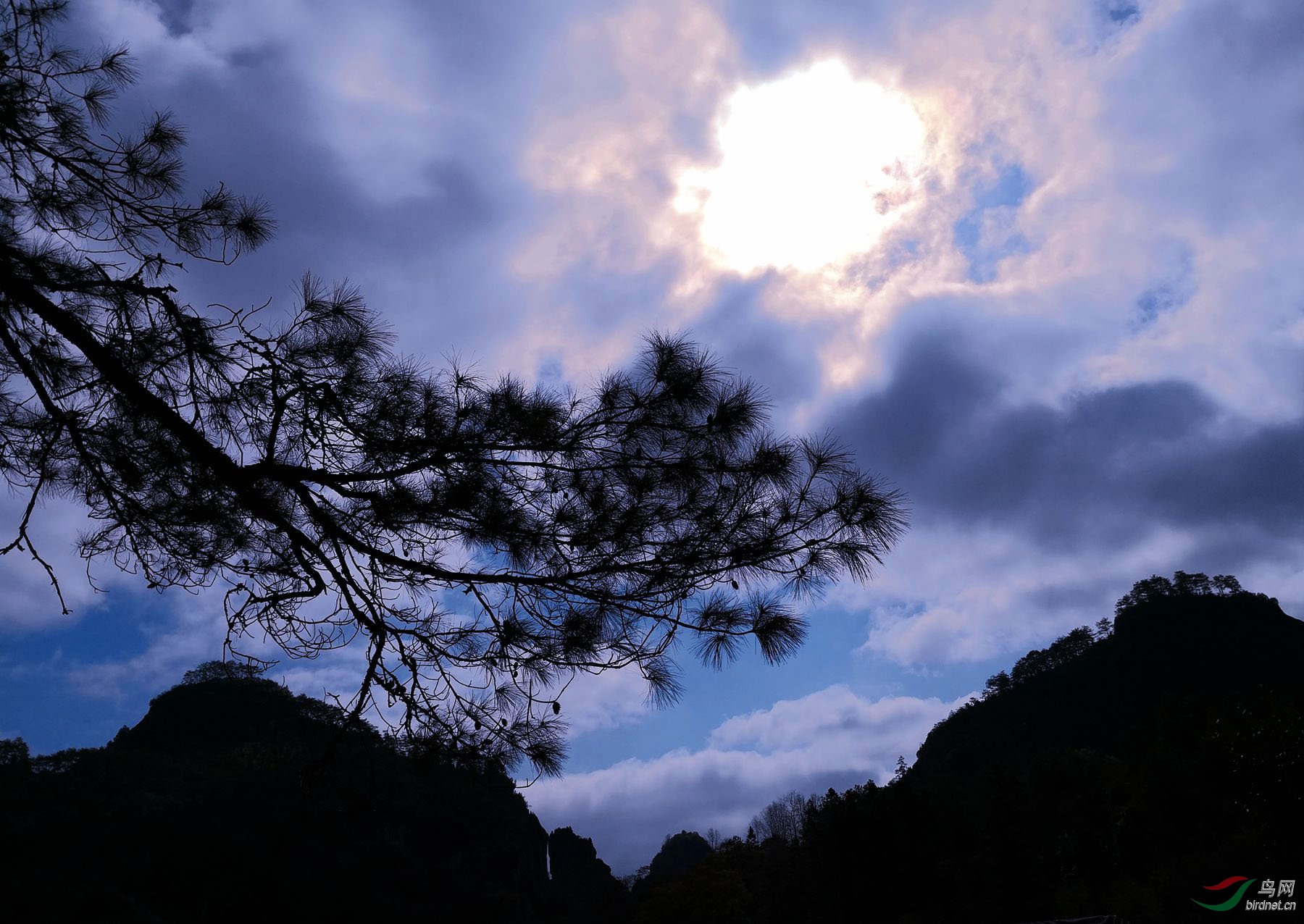 暮色苍茫看劲松