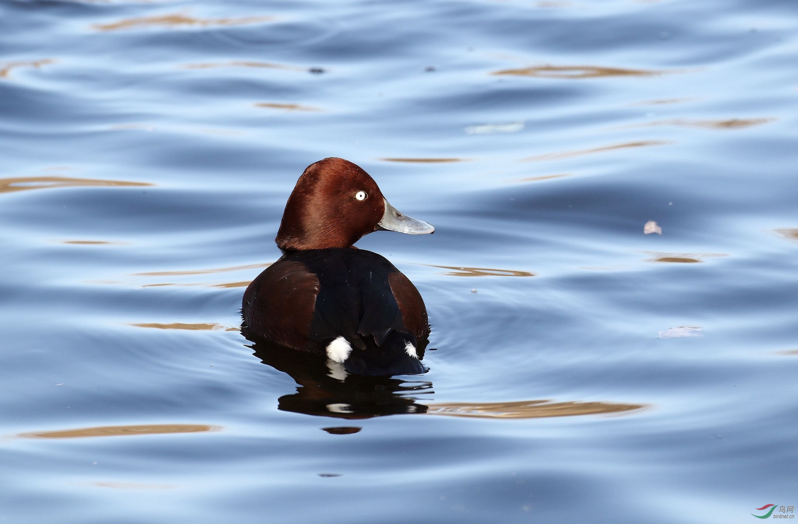 目光呆萌(白眼潜鸭)