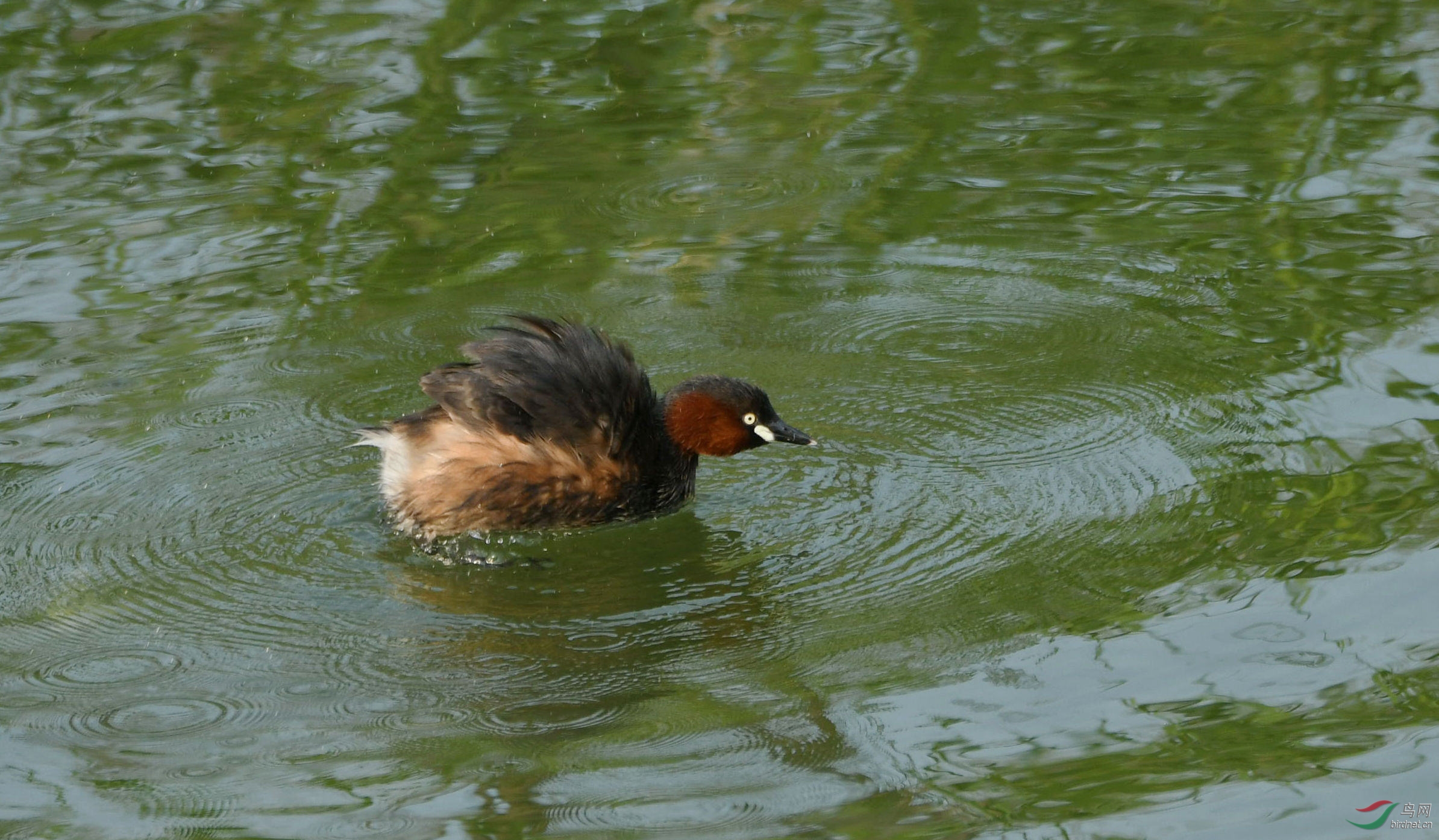 DSC_0081.jpg