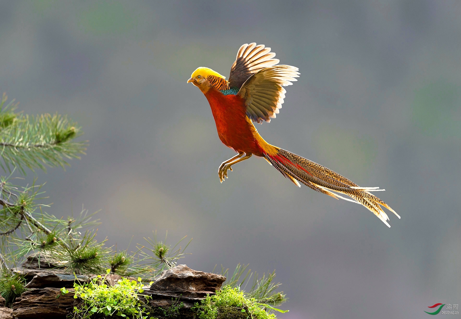 一号冰川老师作品---- 飞来的金凤 荣获2020年3月30日 鸟类精华!jpg