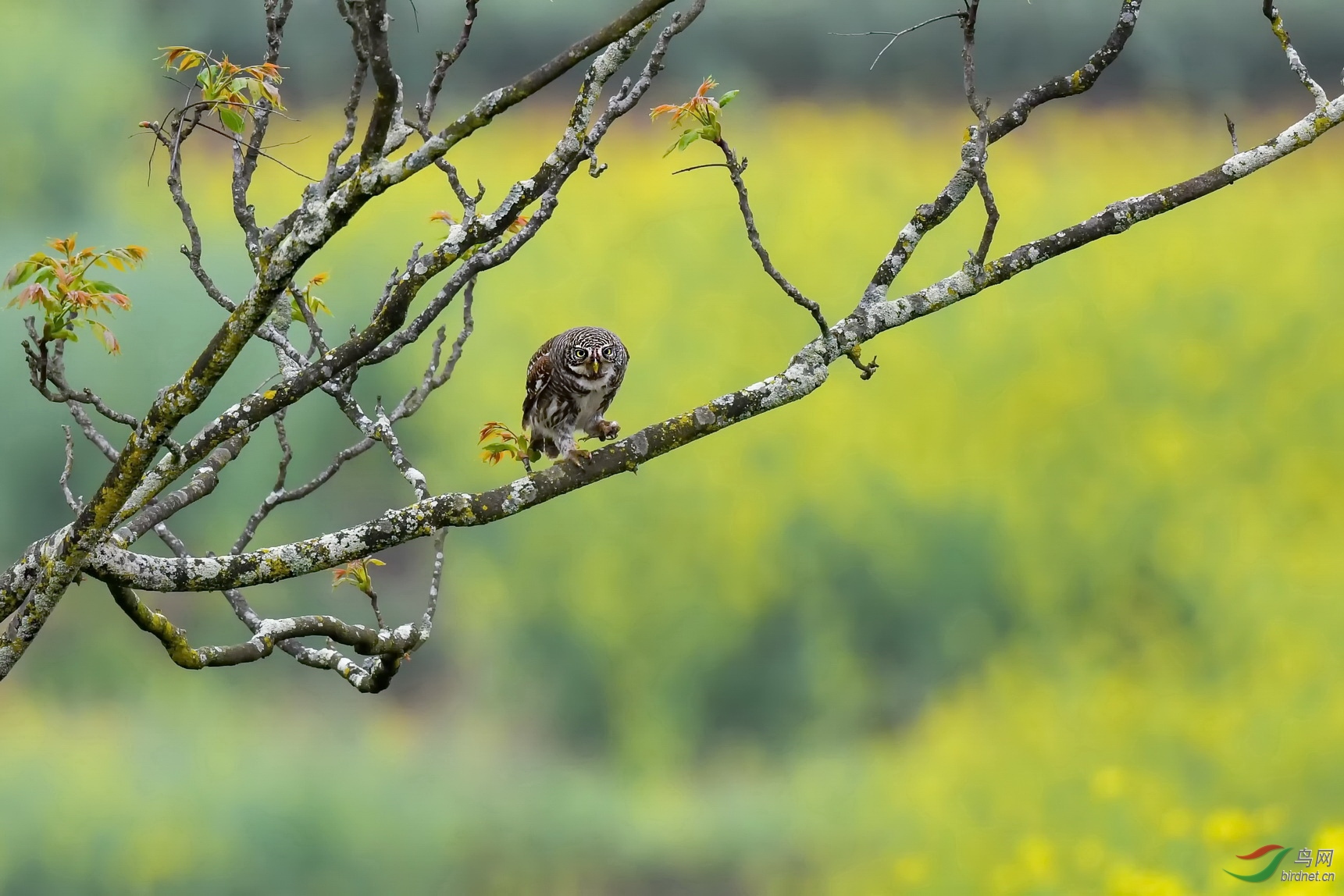 DSC_3249F03.jpg