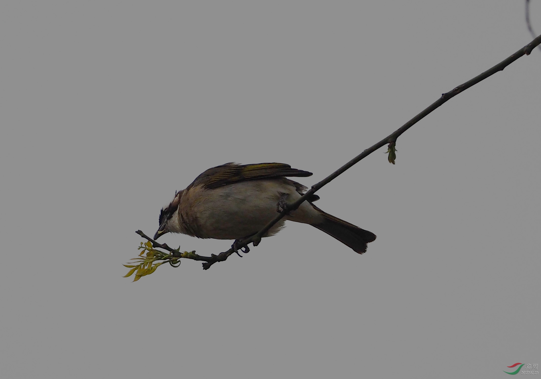 ��һ���ģ������Զ���вü���