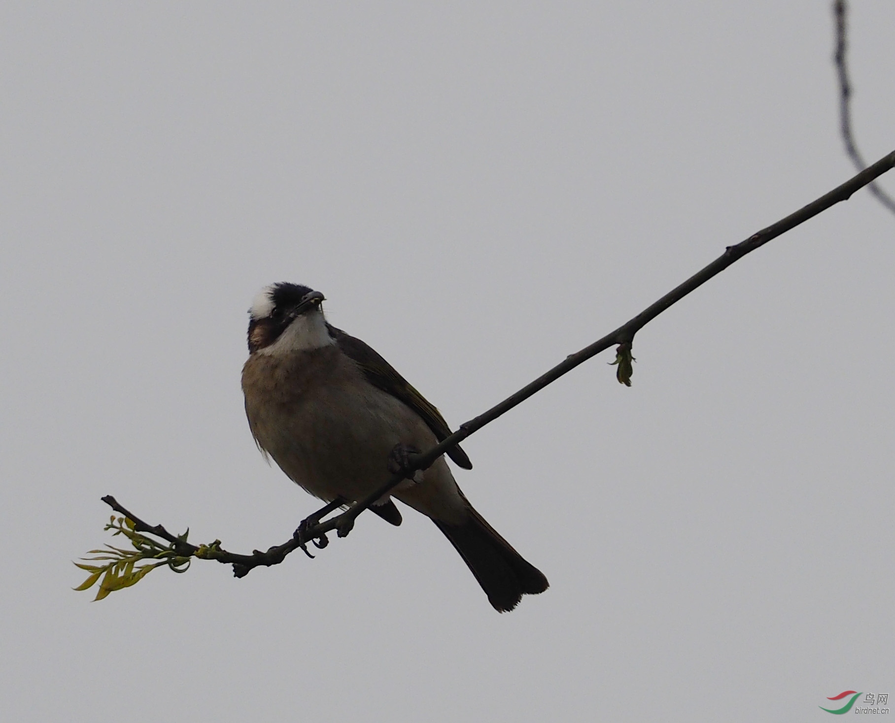 ��һ���ģ������Զ���вü���