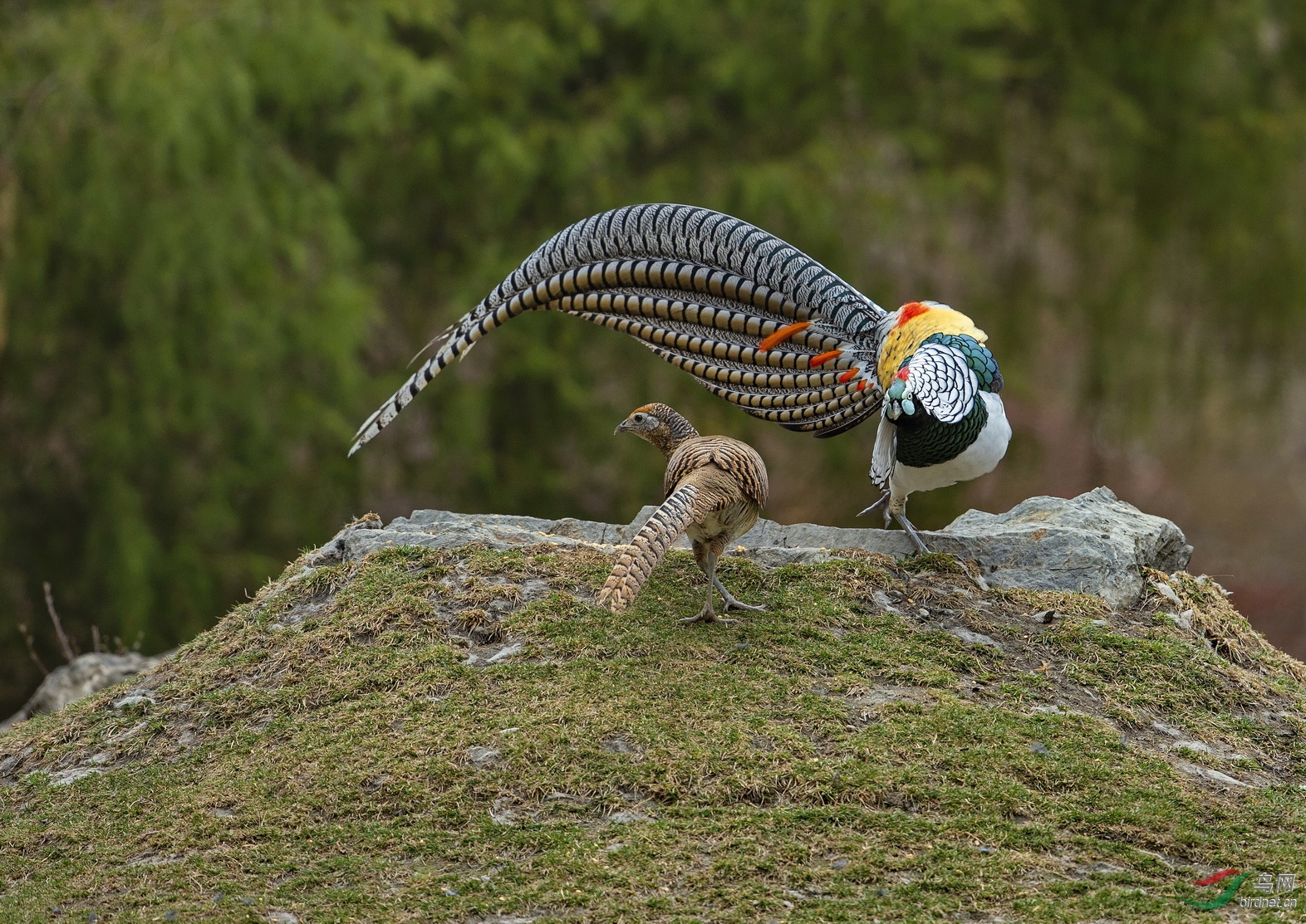 BJ9P3954-1.jpg