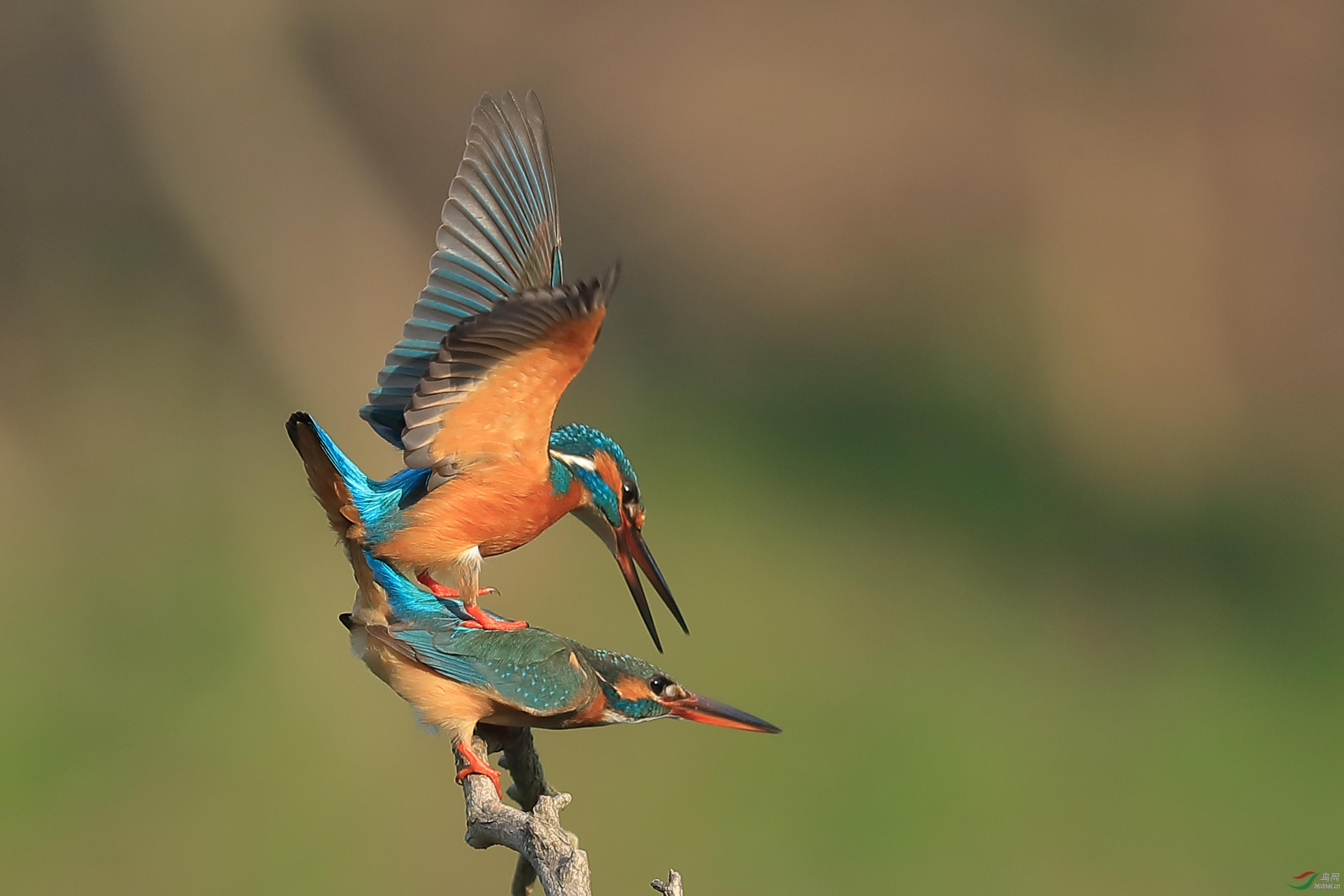 �鵽�������