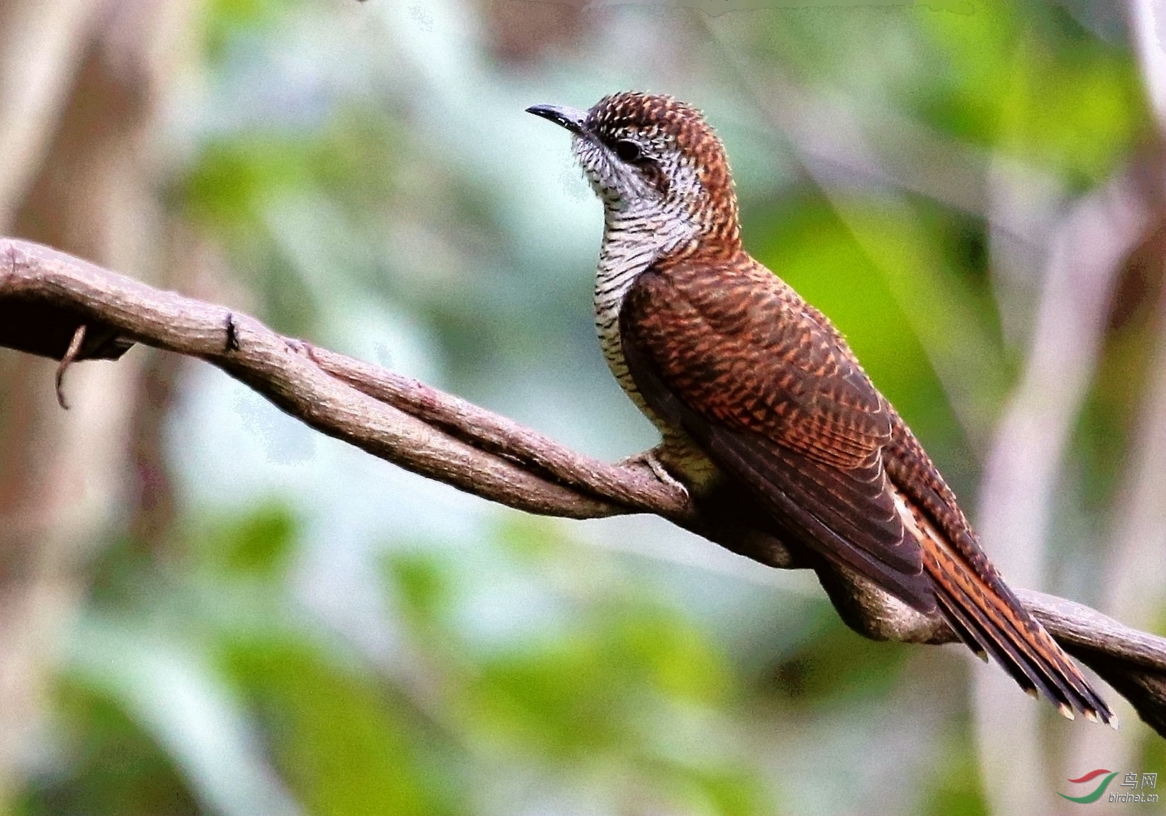 班纹杜鹃谢谢关注