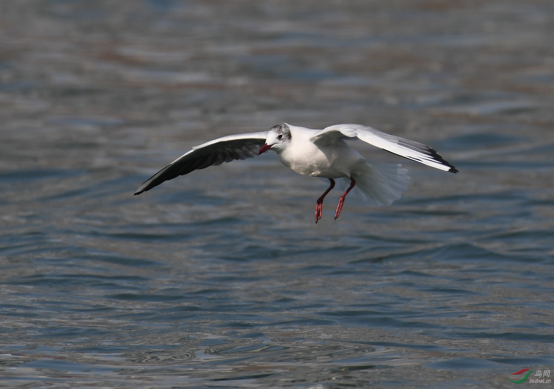 ������Ӱ 1773����.jpg