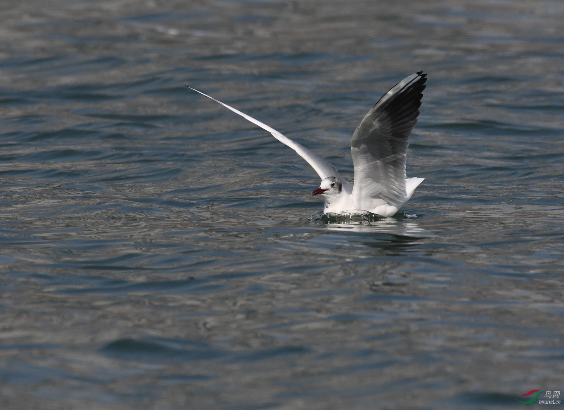 ������Ӱ 1777����.jpg